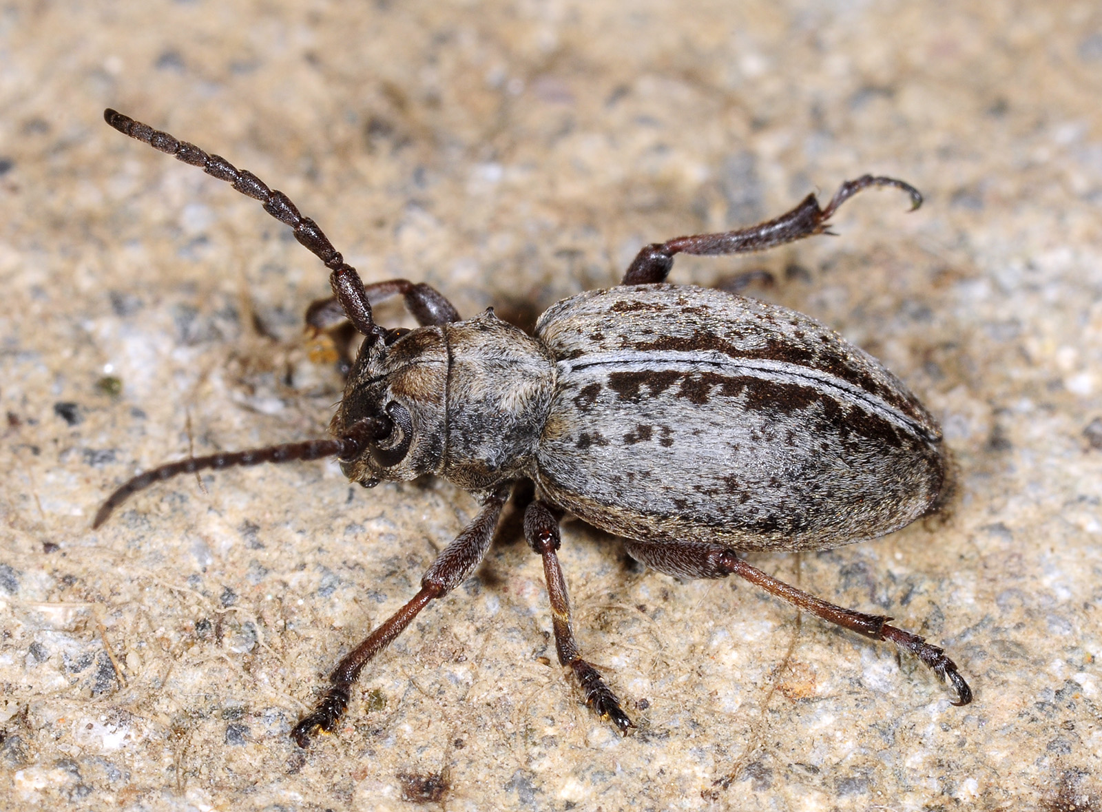 Dorcadion xerophilum