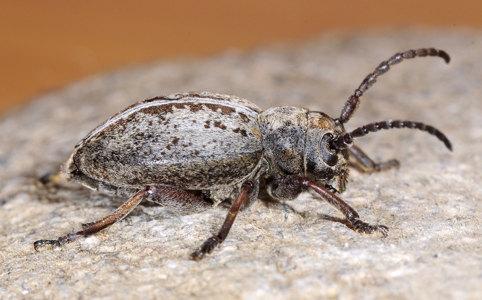 Dorcadion xerophilum