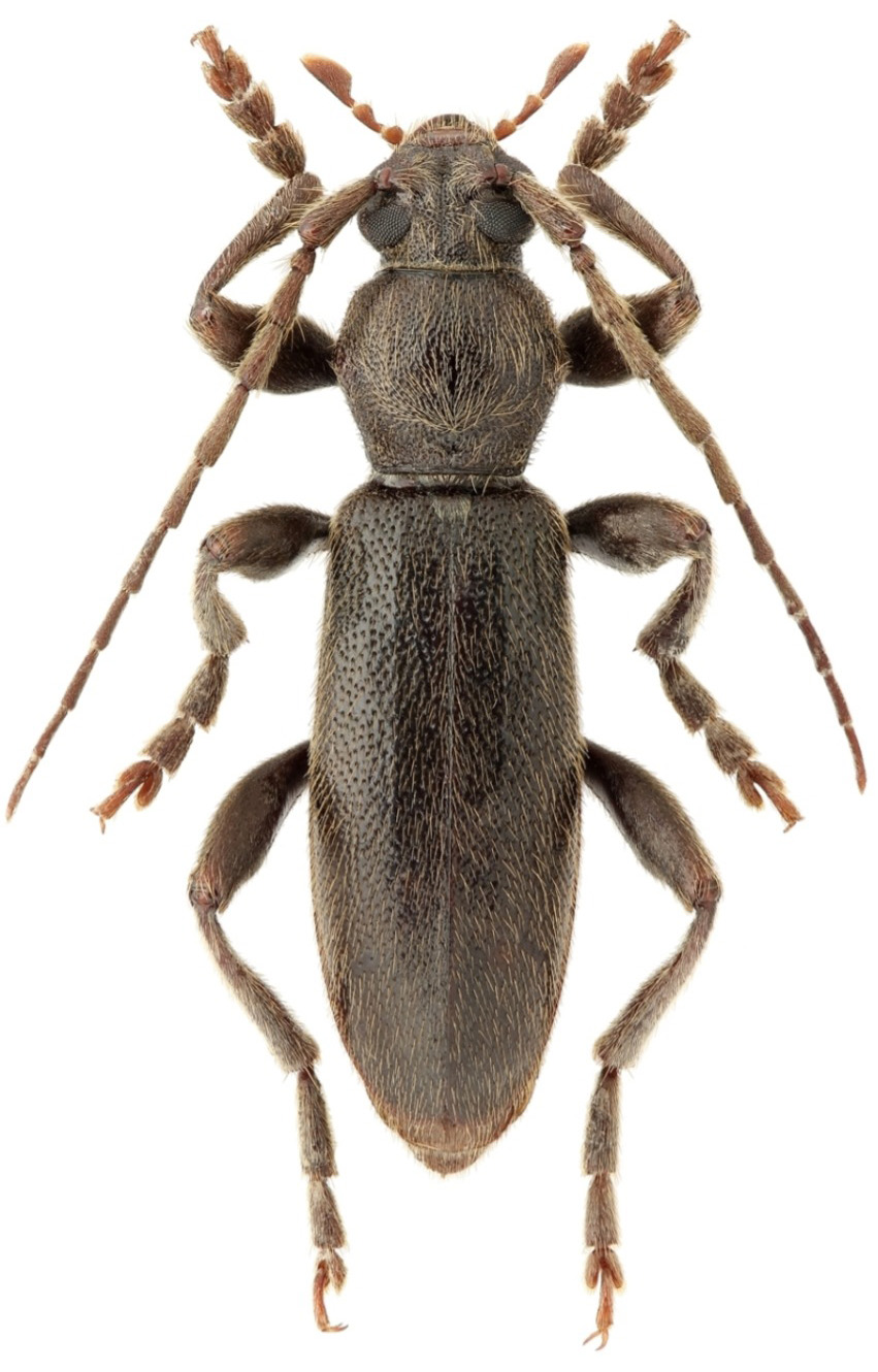 Drymochares cylindraceus