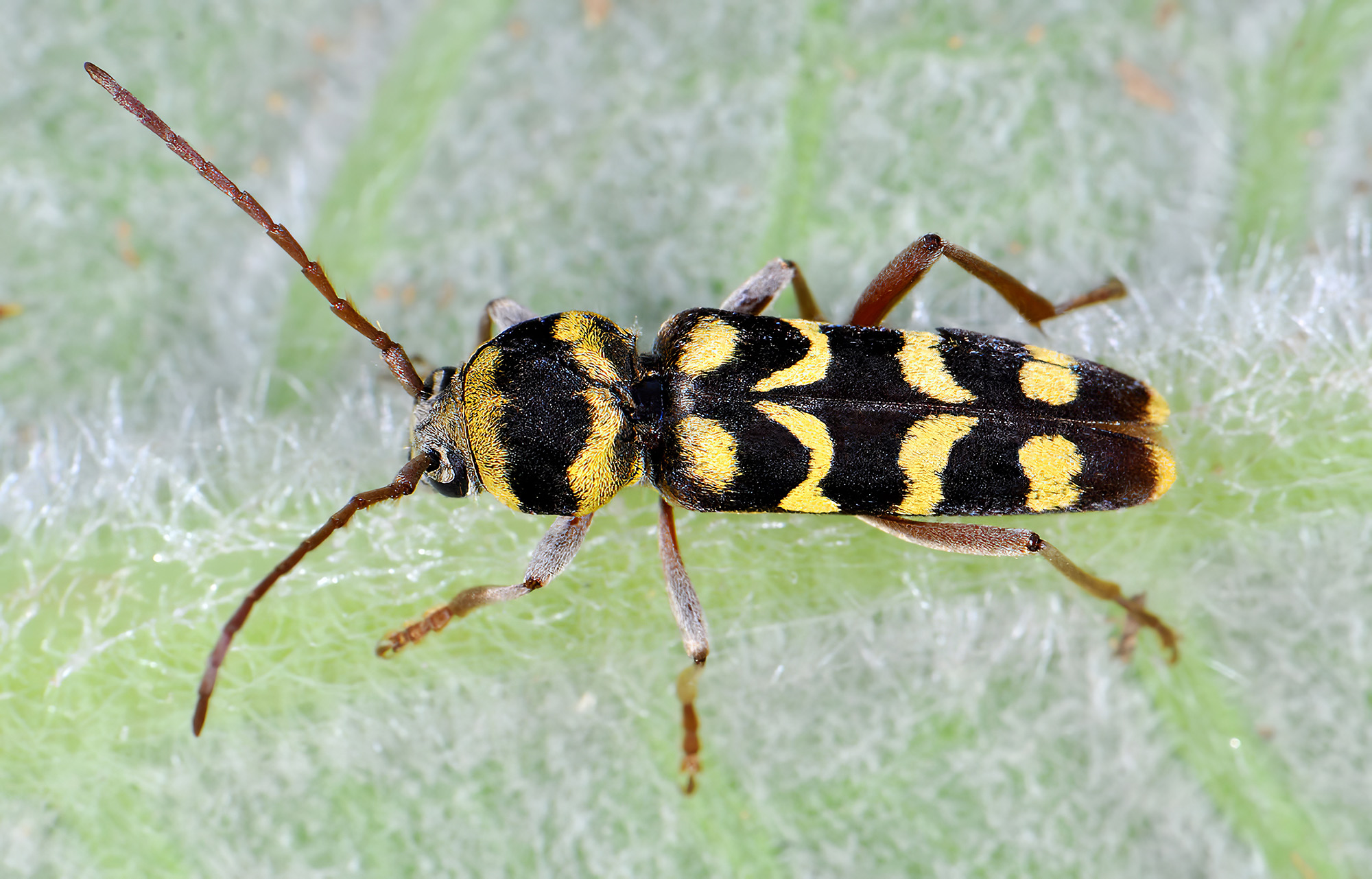 Echinocerus floralis