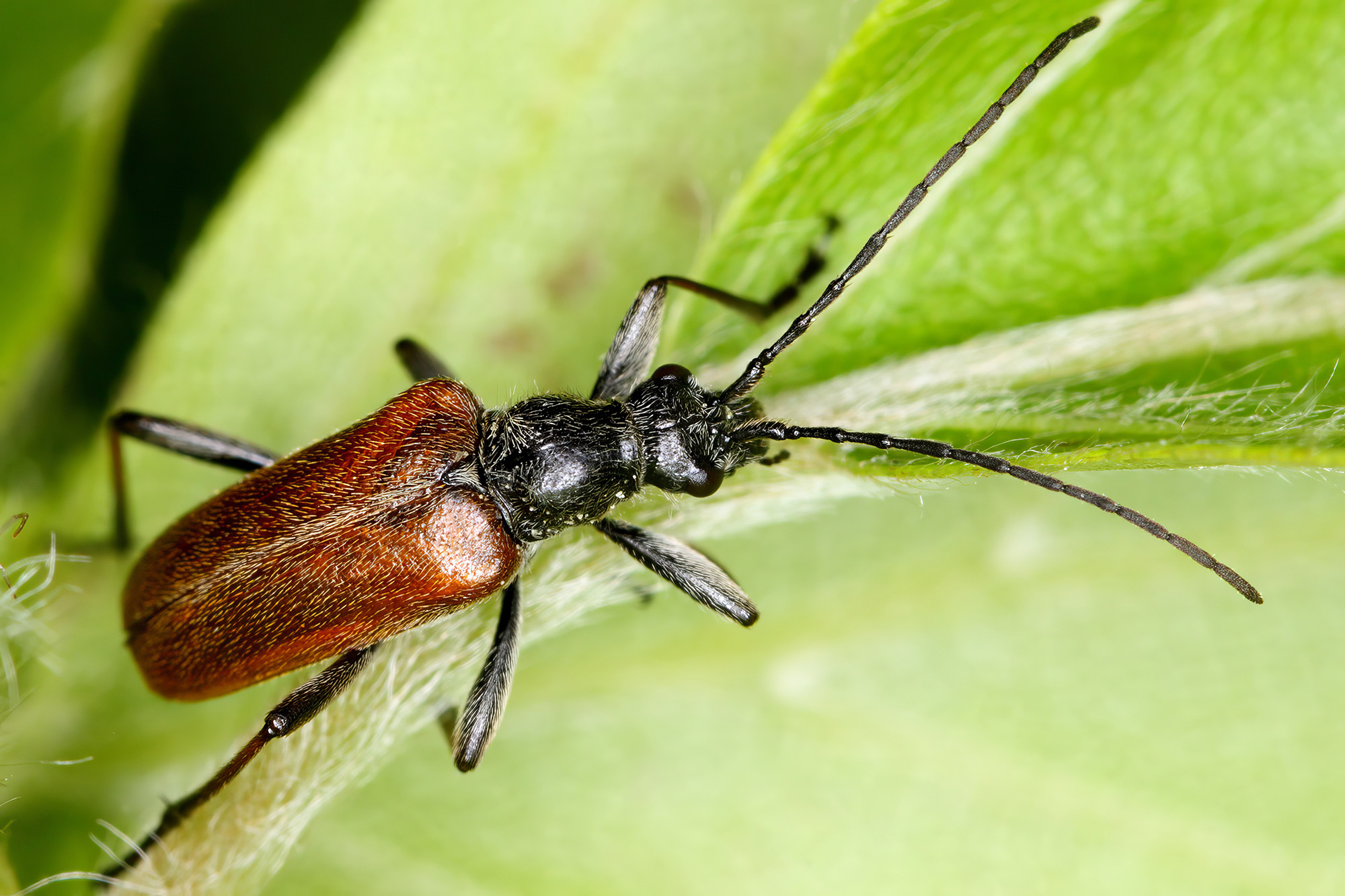 Acmaeops marginata