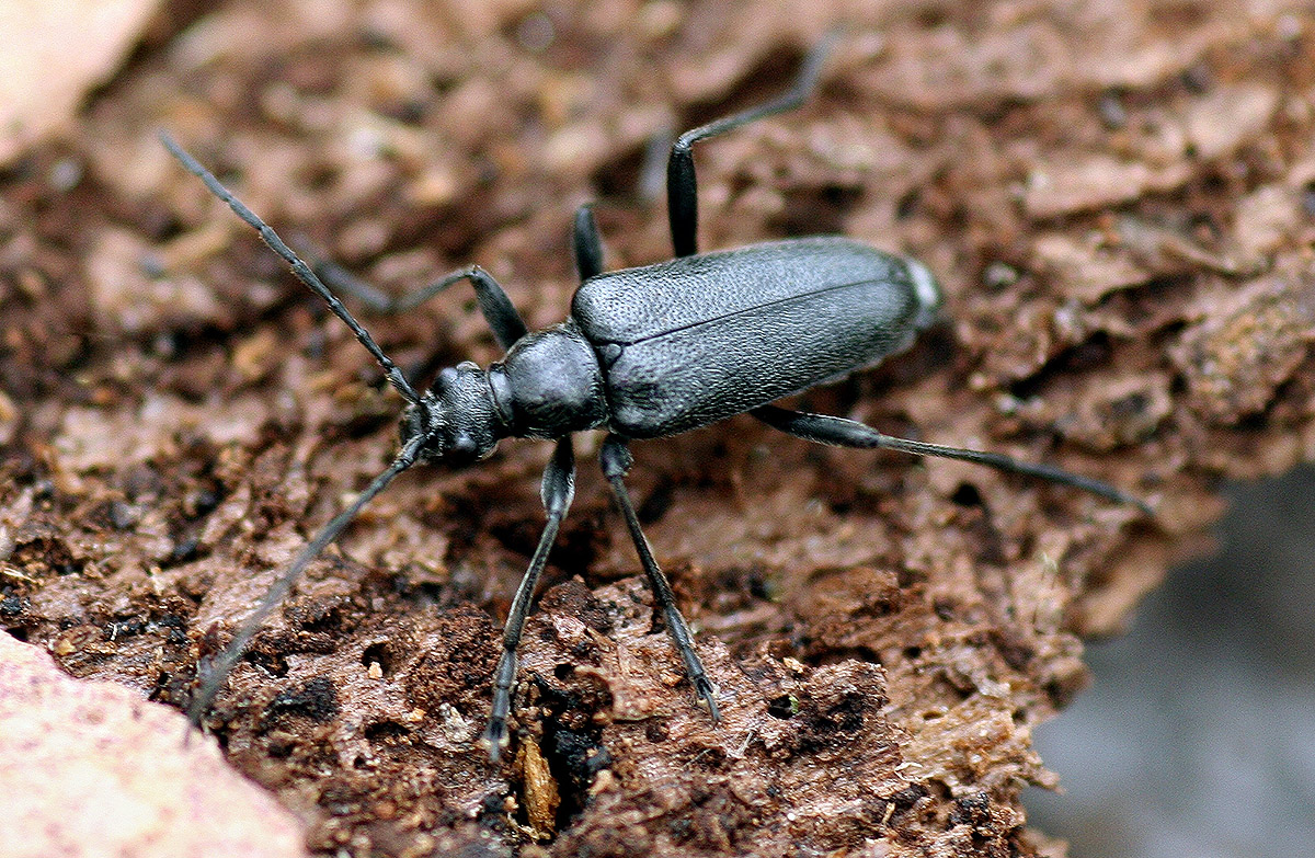 Euracmaeops septentrionis