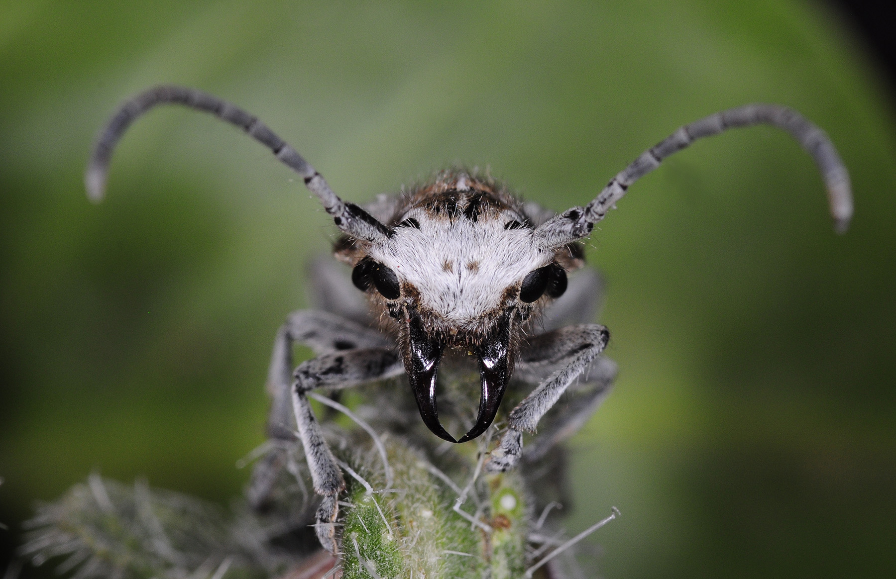 Eurycoptosia bodoani