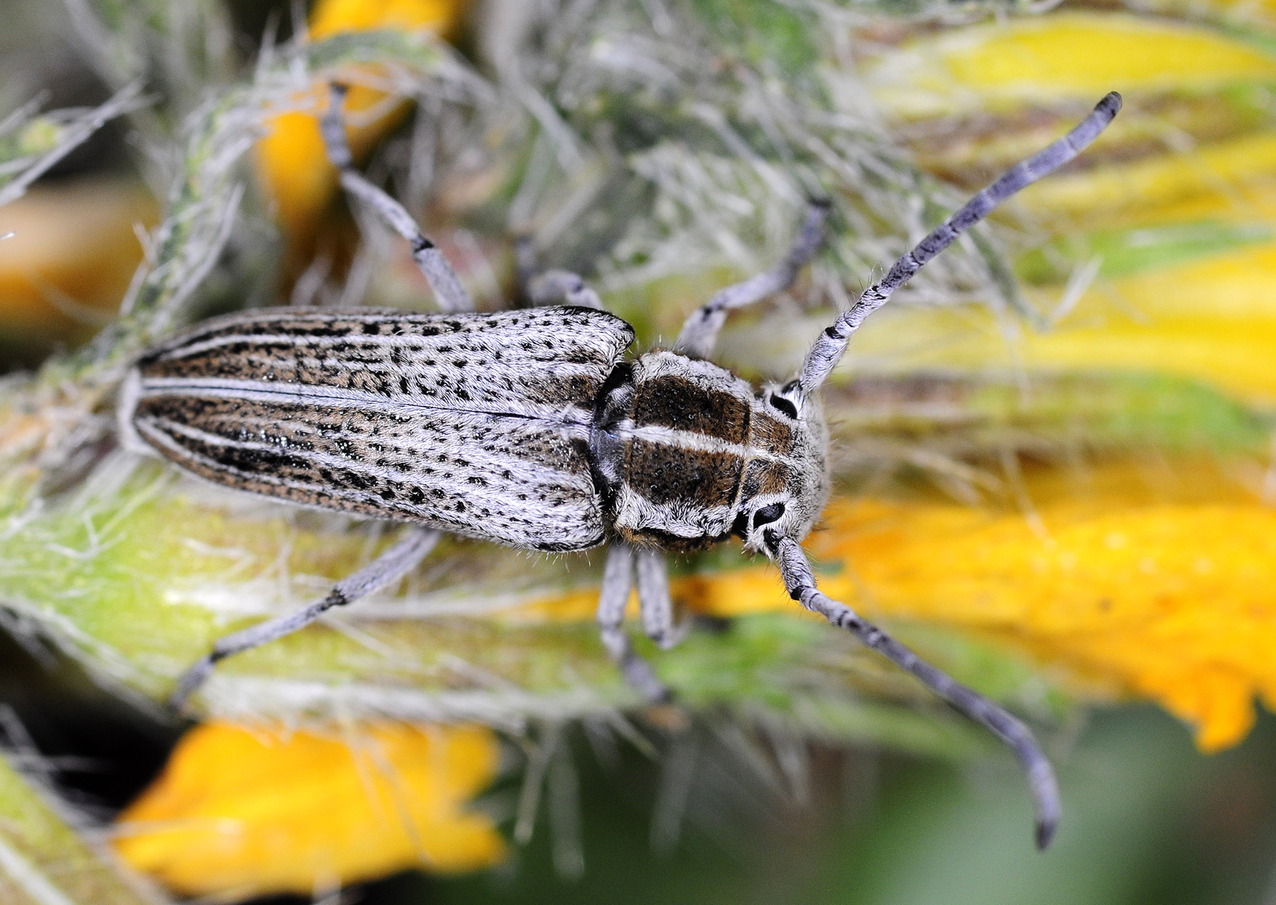 Eurycoptosia bodoani