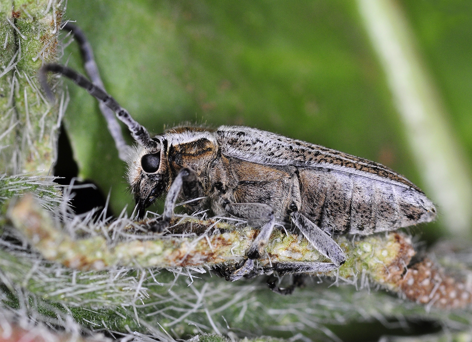 Eurycoptosia bodoani