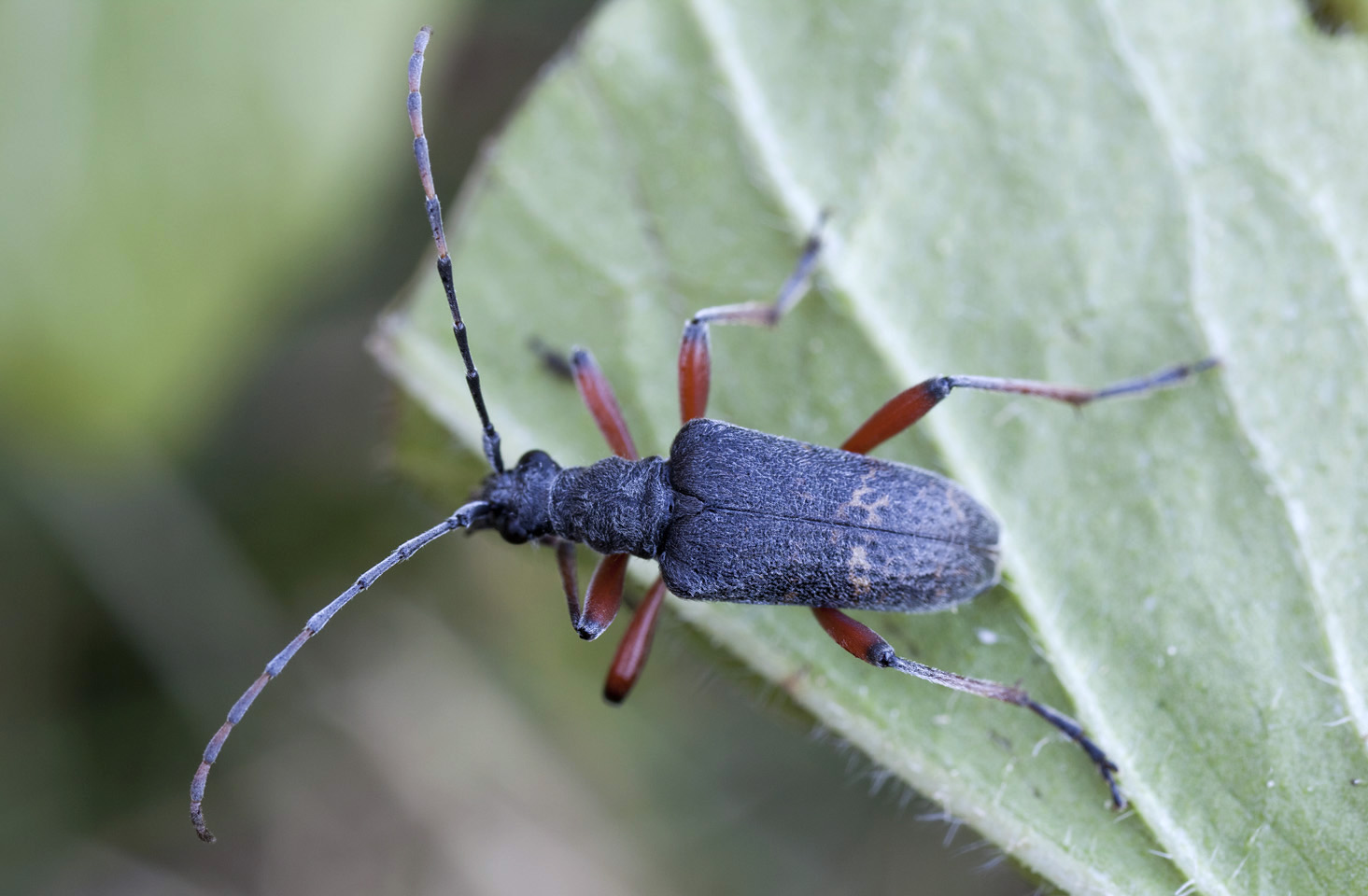 Evodinellus clathratus