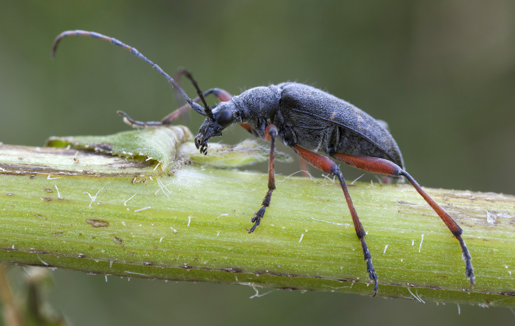 Evodinellus clathratus