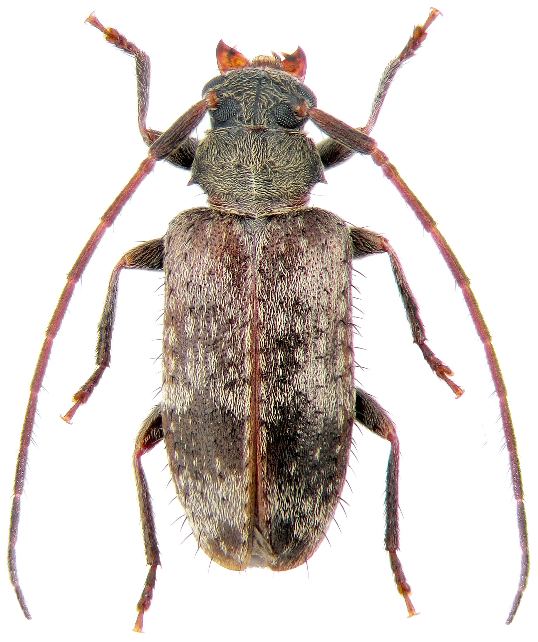 Exocentrus fasciolatus plavilstshikovi