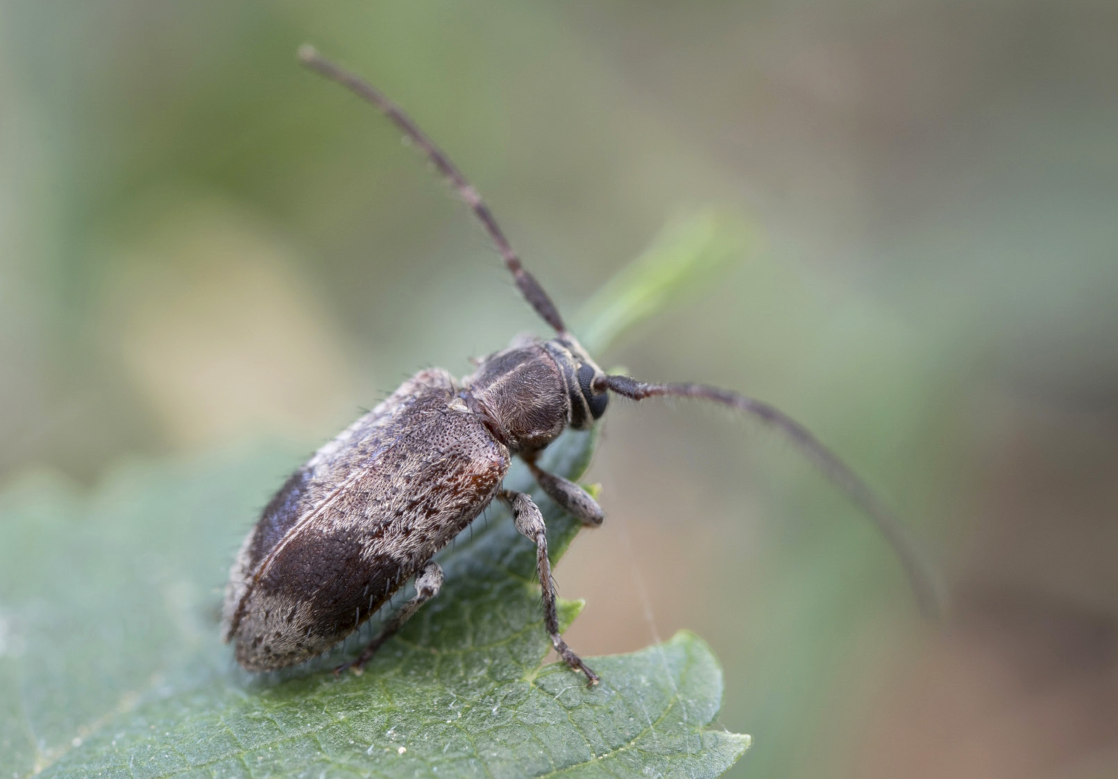 Exocentrus punctipennis