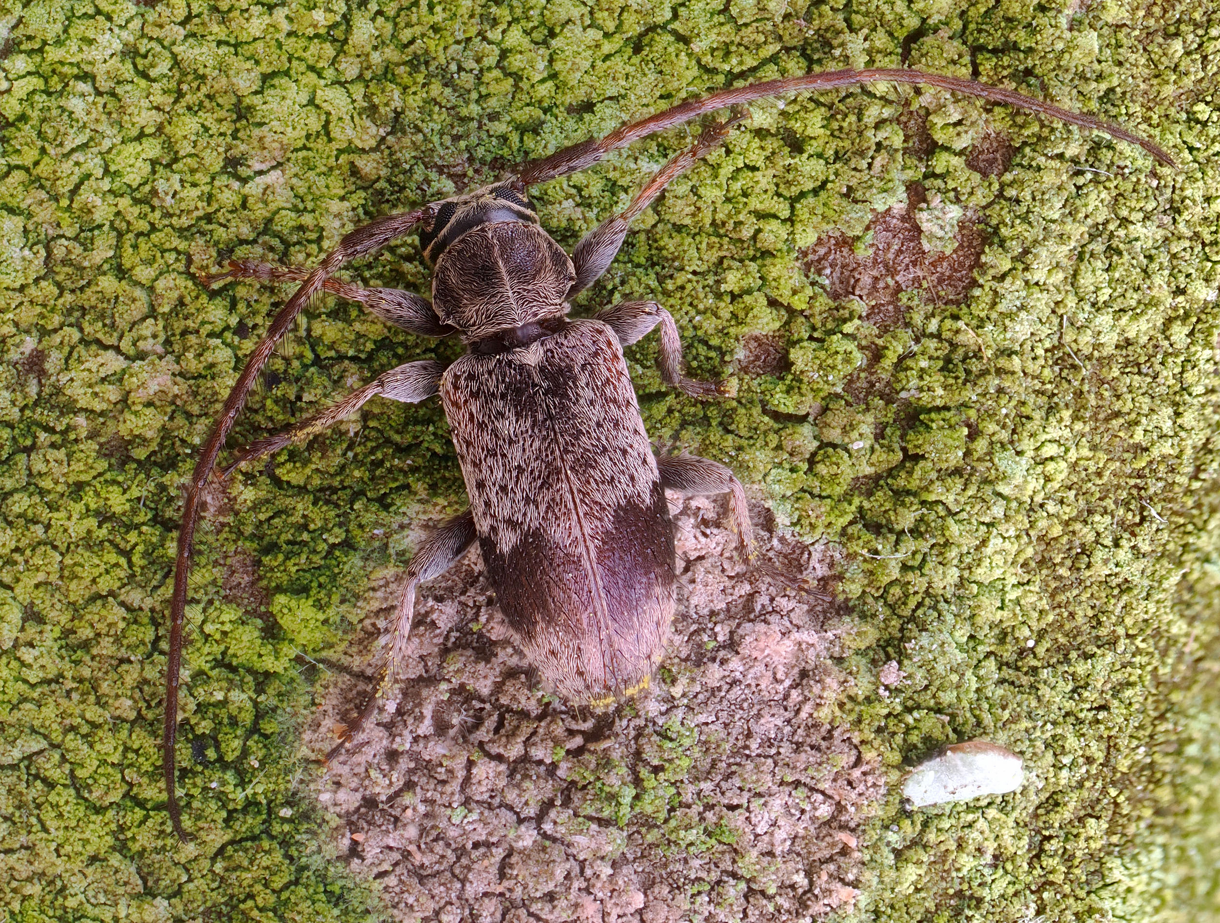 Exocentrus punctipennis