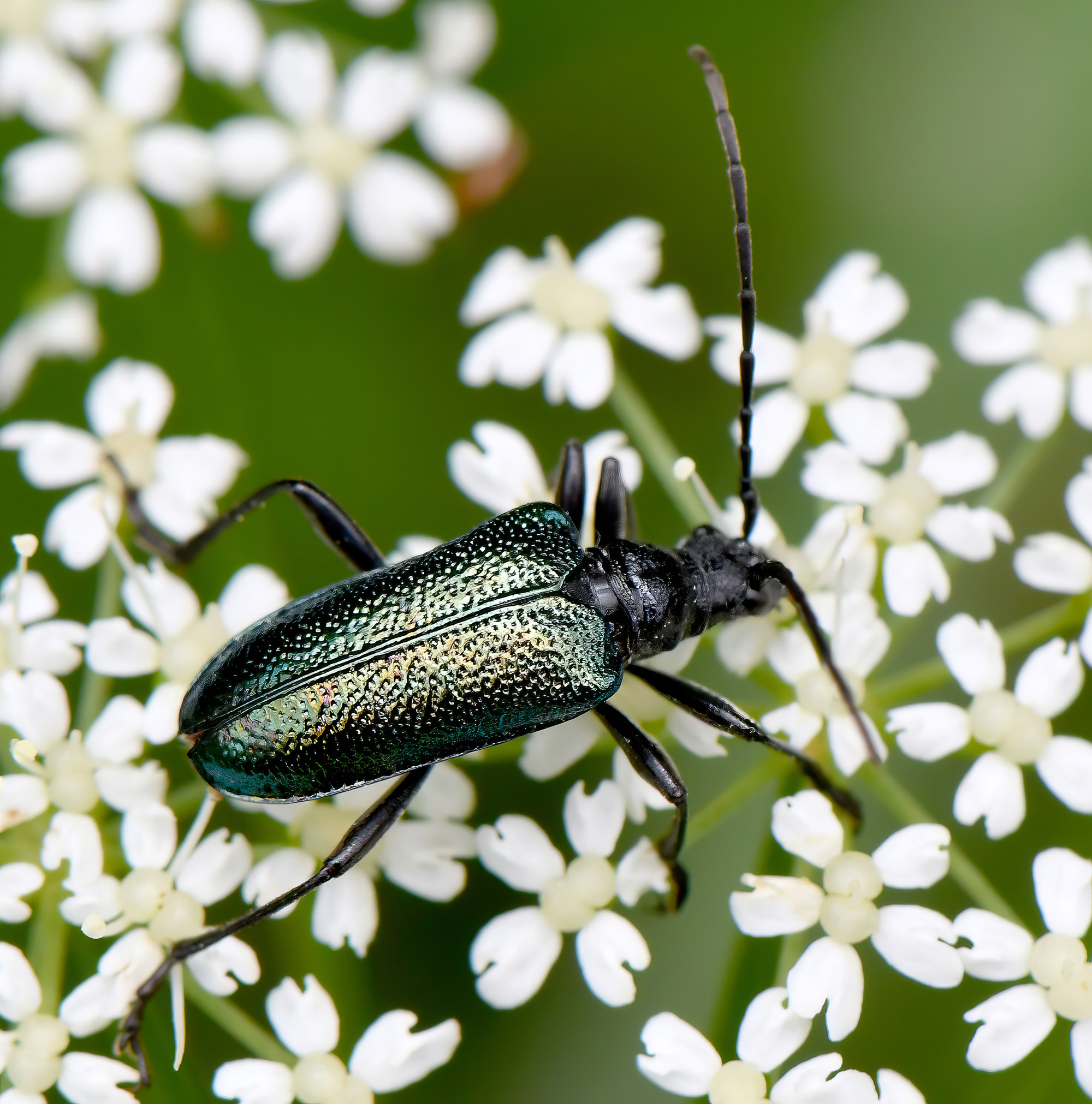 Gaurotes virginea virginea