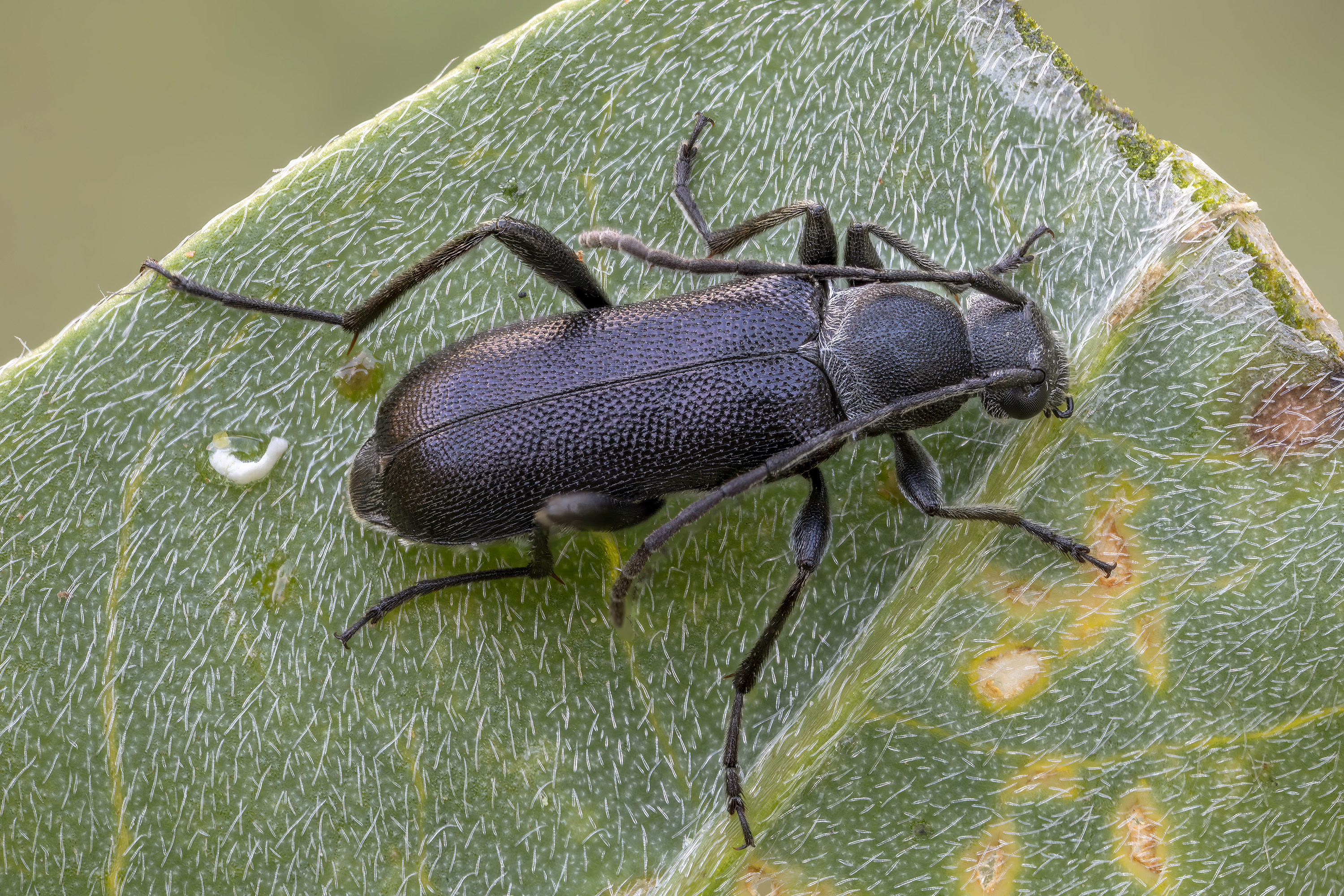 Grammoptera merkli