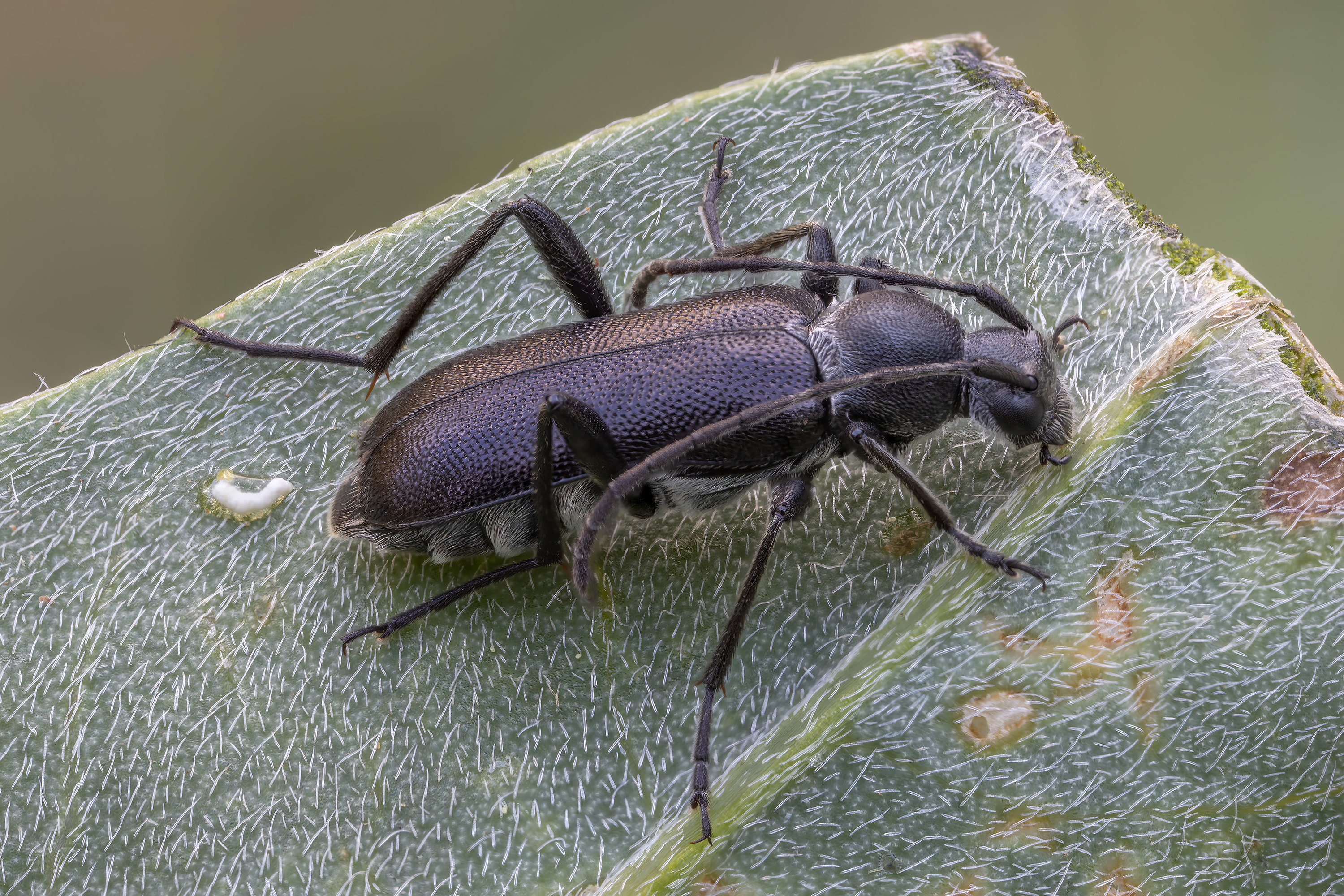 Grammoptera merkli