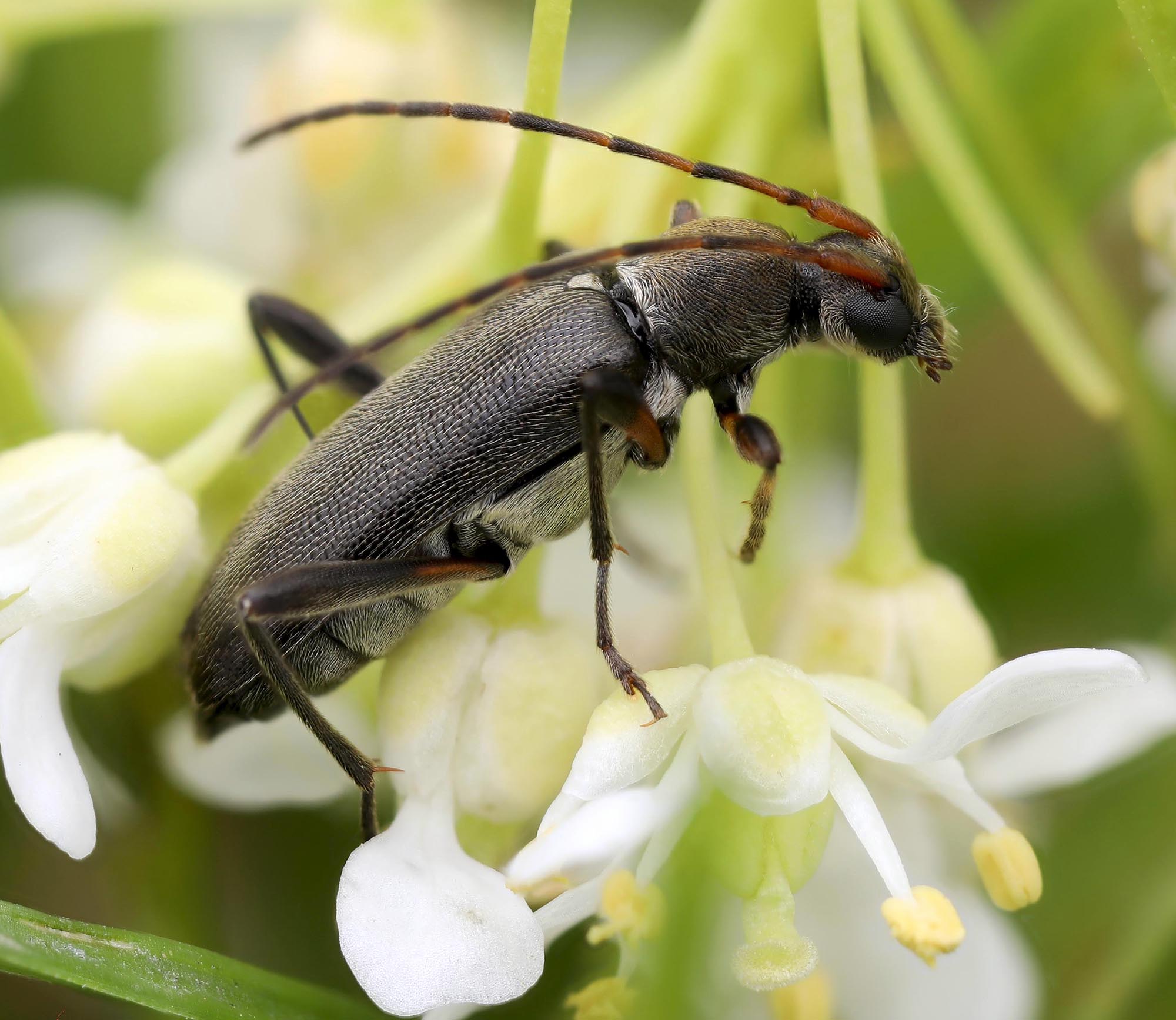 Grammoptera ruficornis