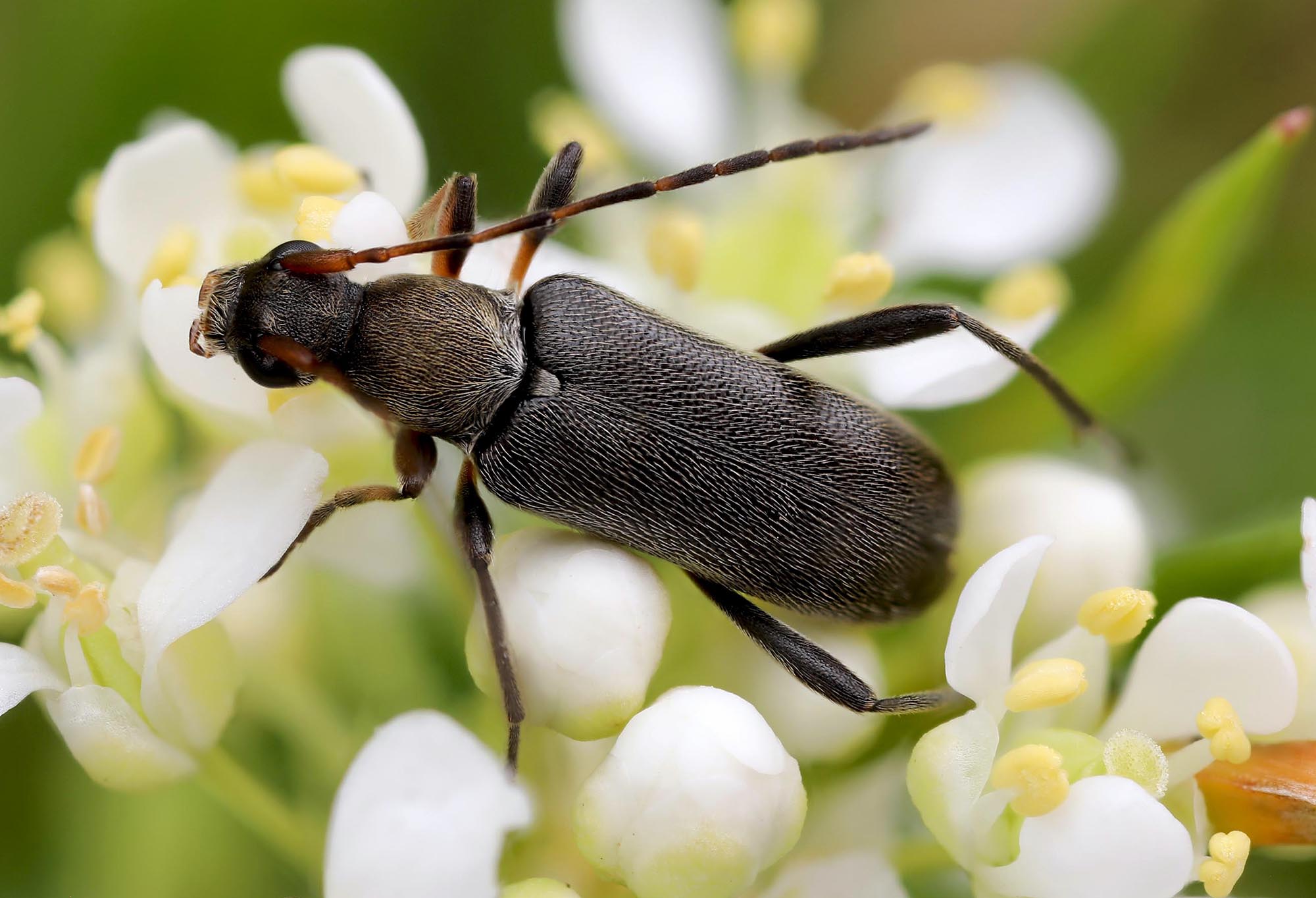 Grammoptera ruficornis ruficornis