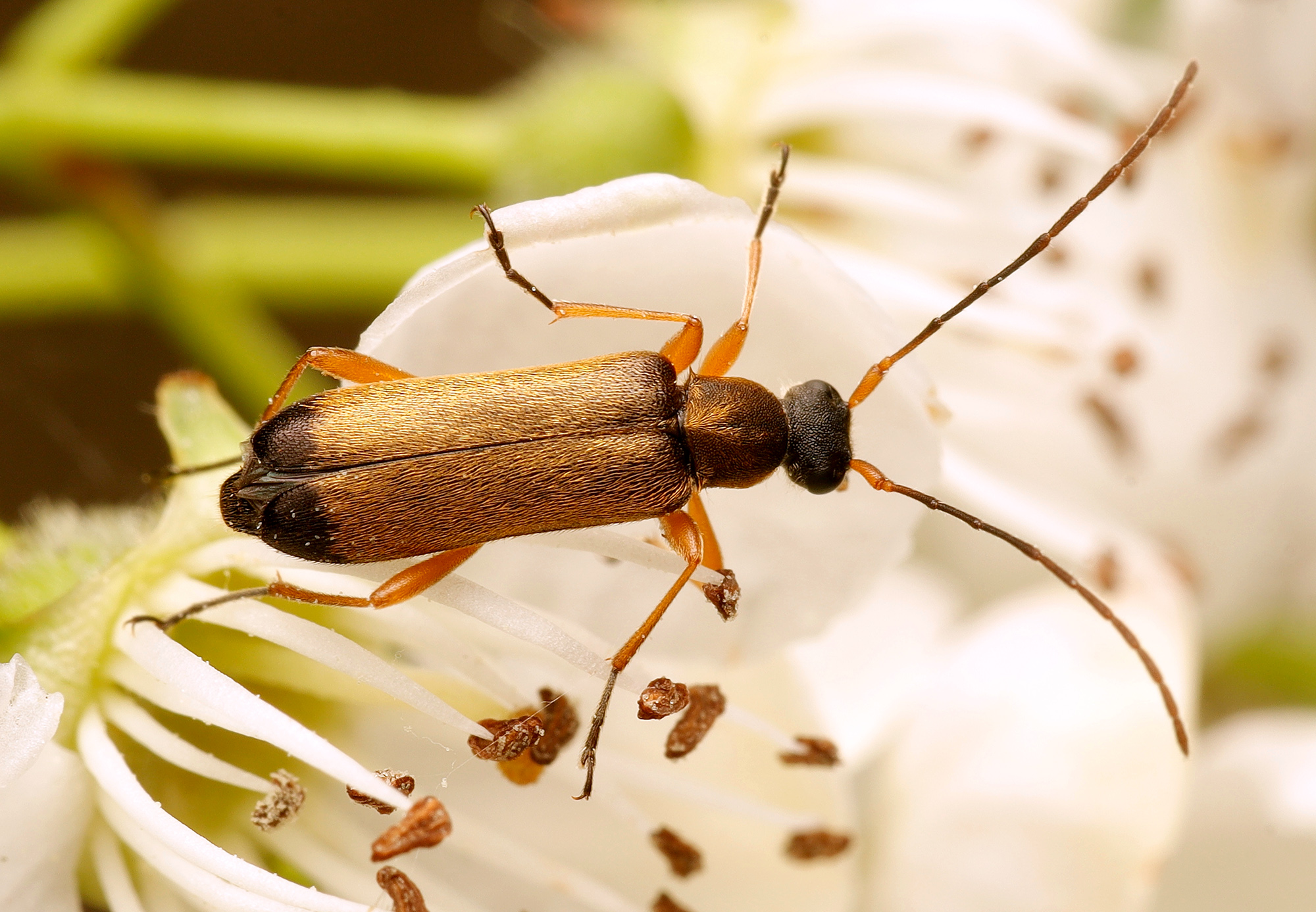 Grammoptera ustulata