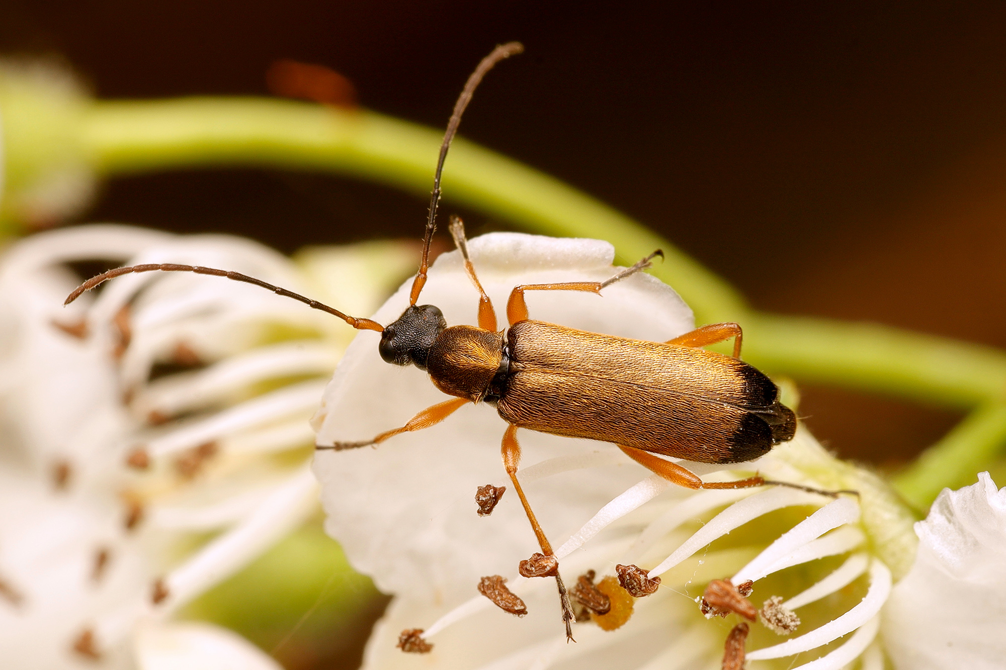 Grammoptera ustulata