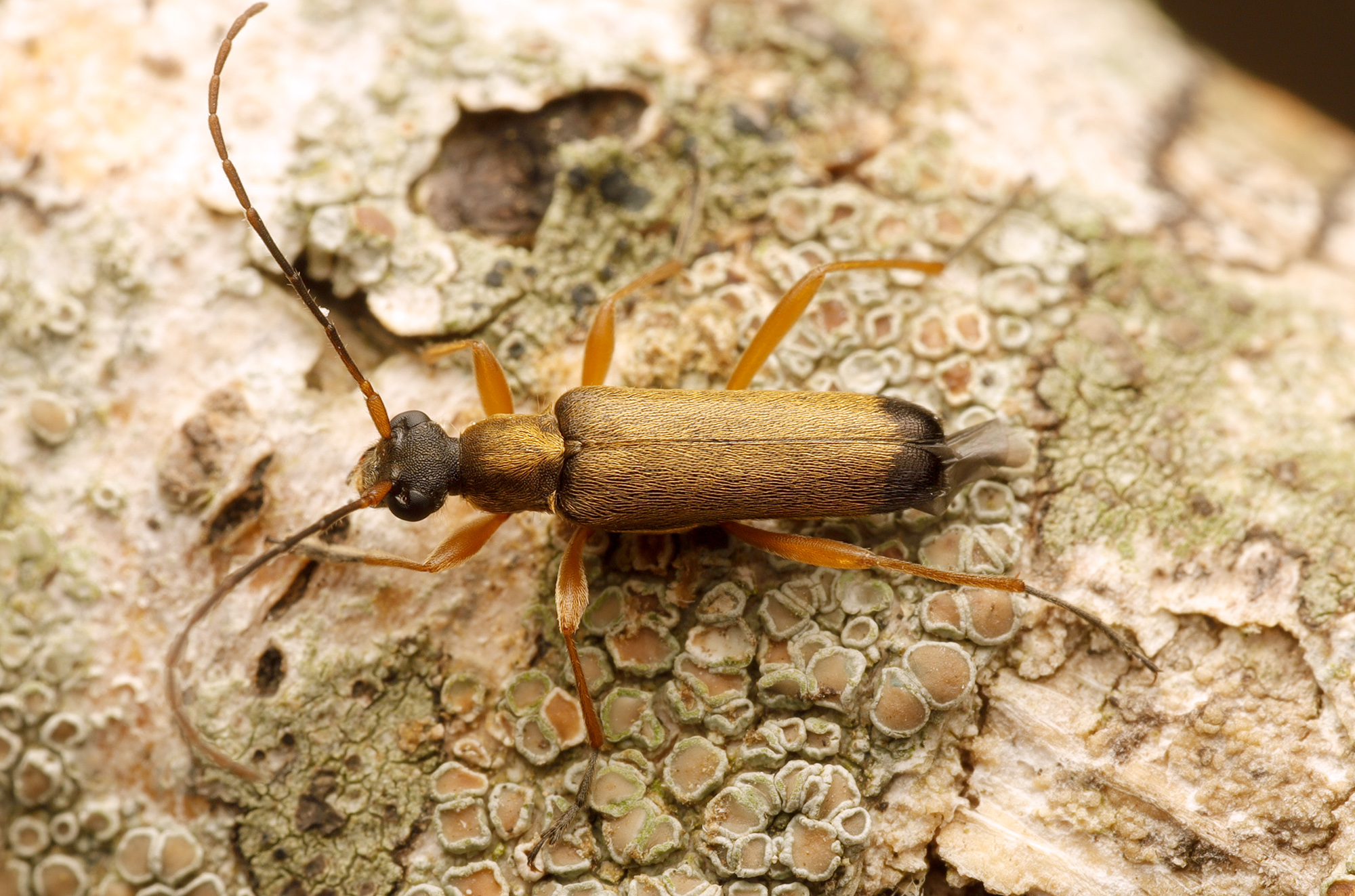 Grammoptera ustulata