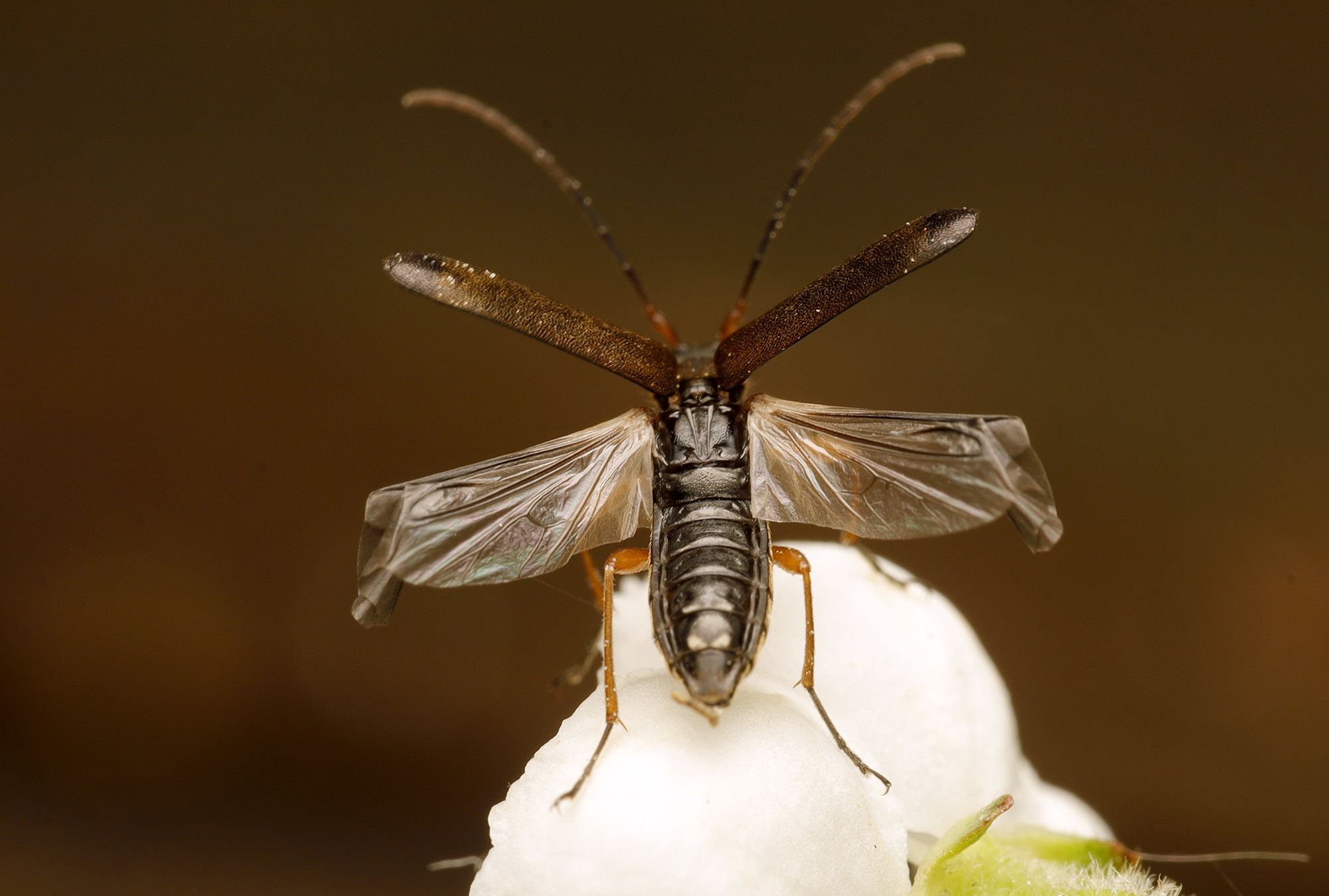 Grammoptera ustulata