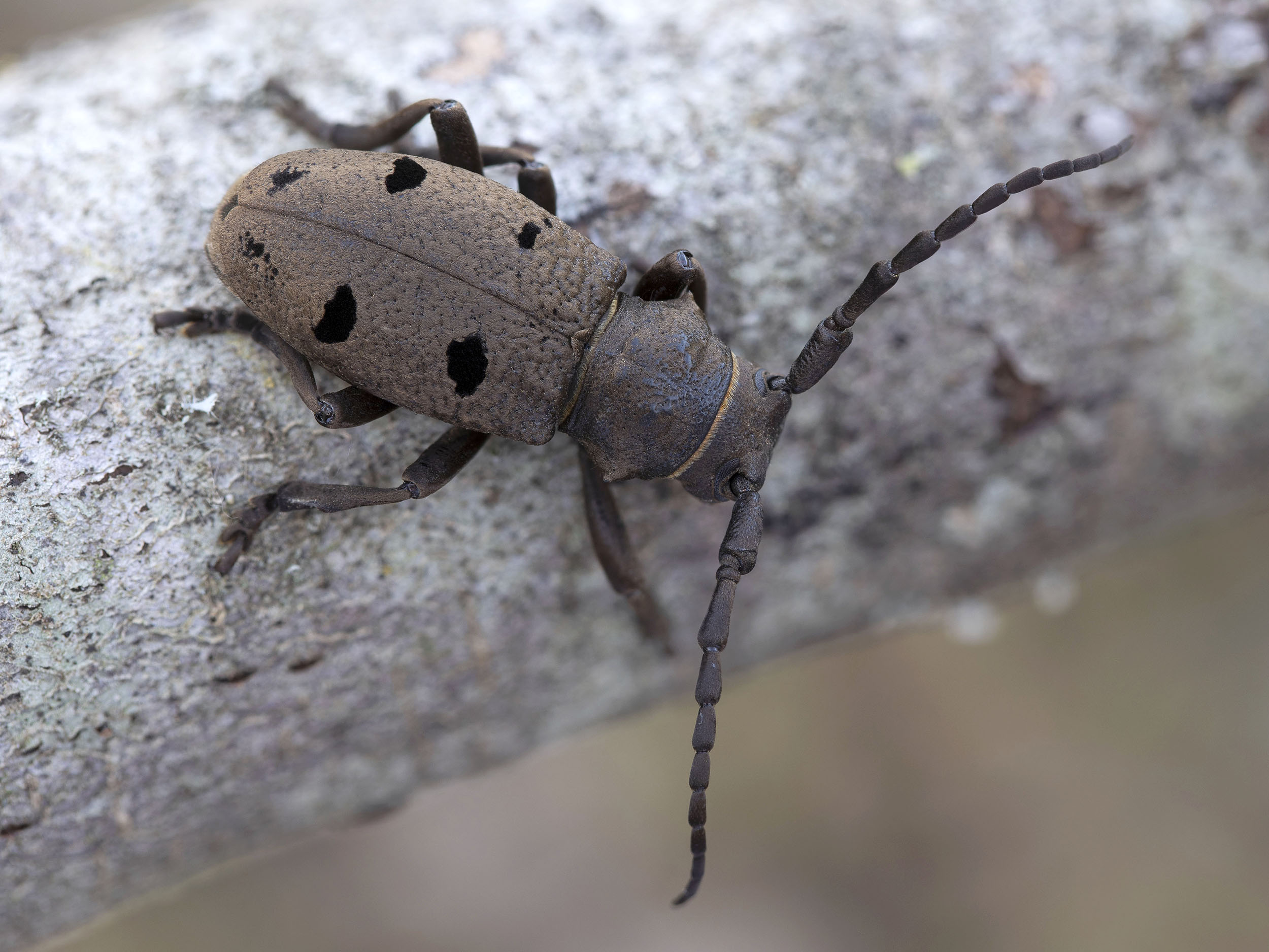 Herophila tristis tristis