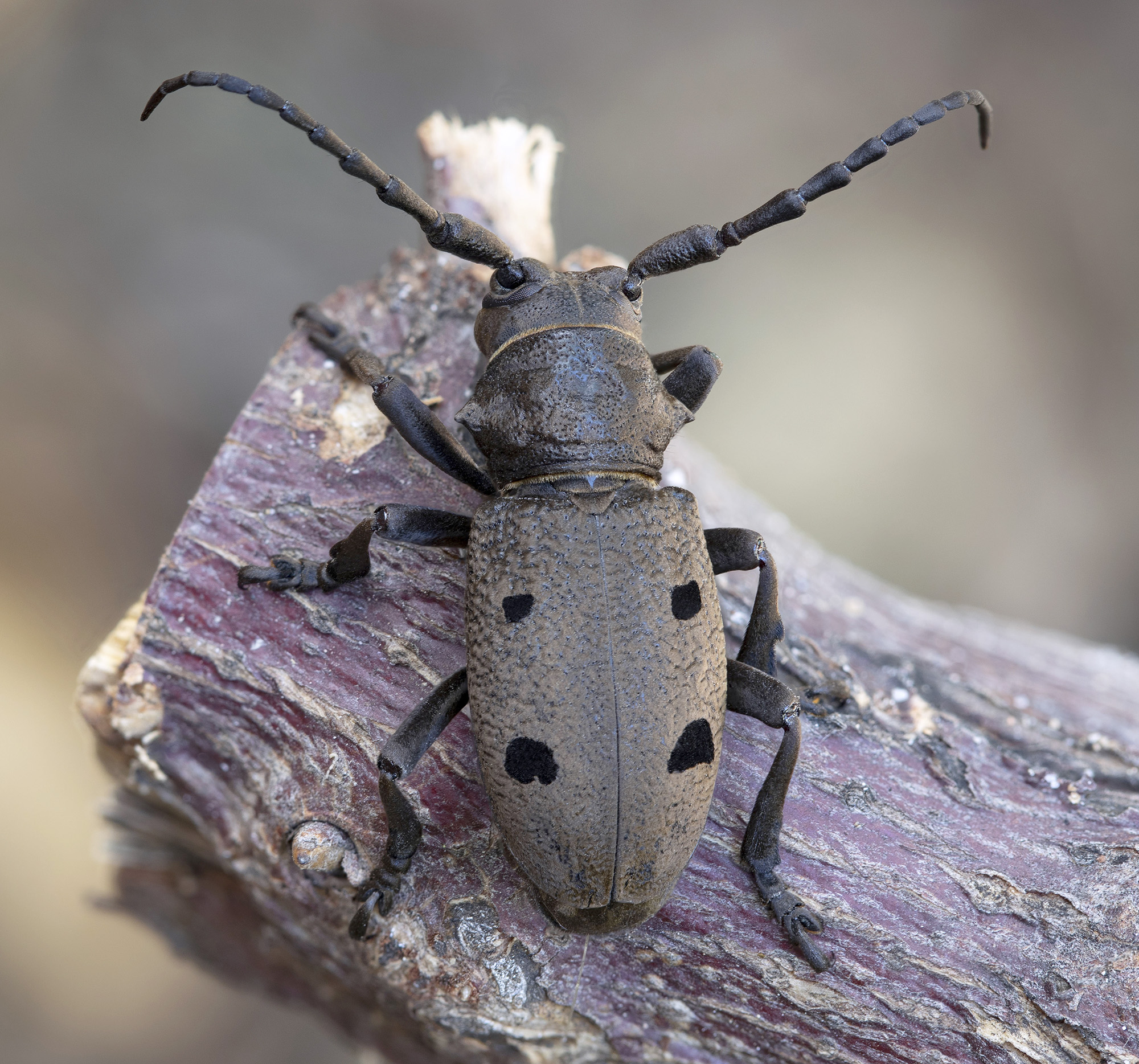 Herophila tristis tristis