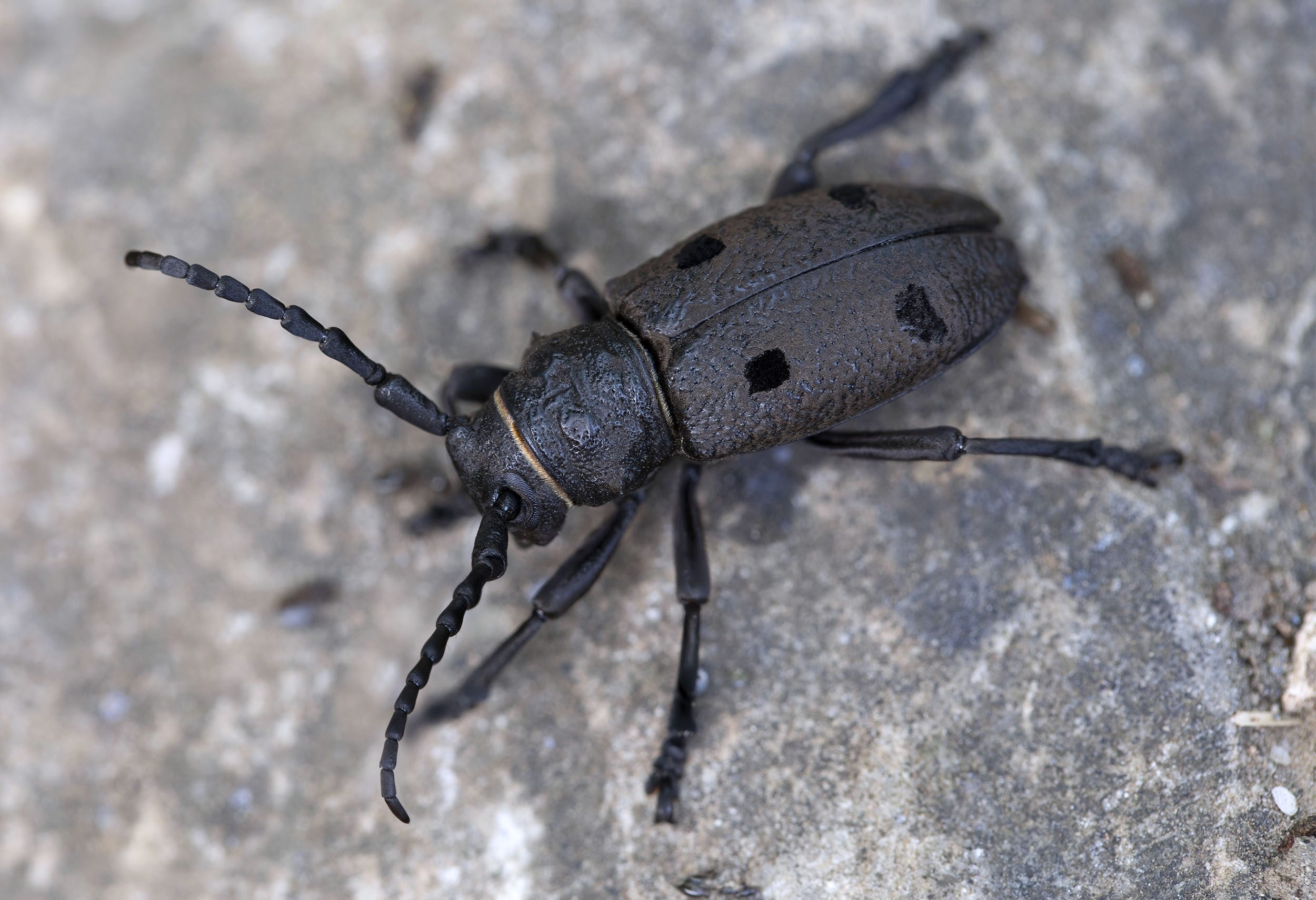 Herophila veluchiana