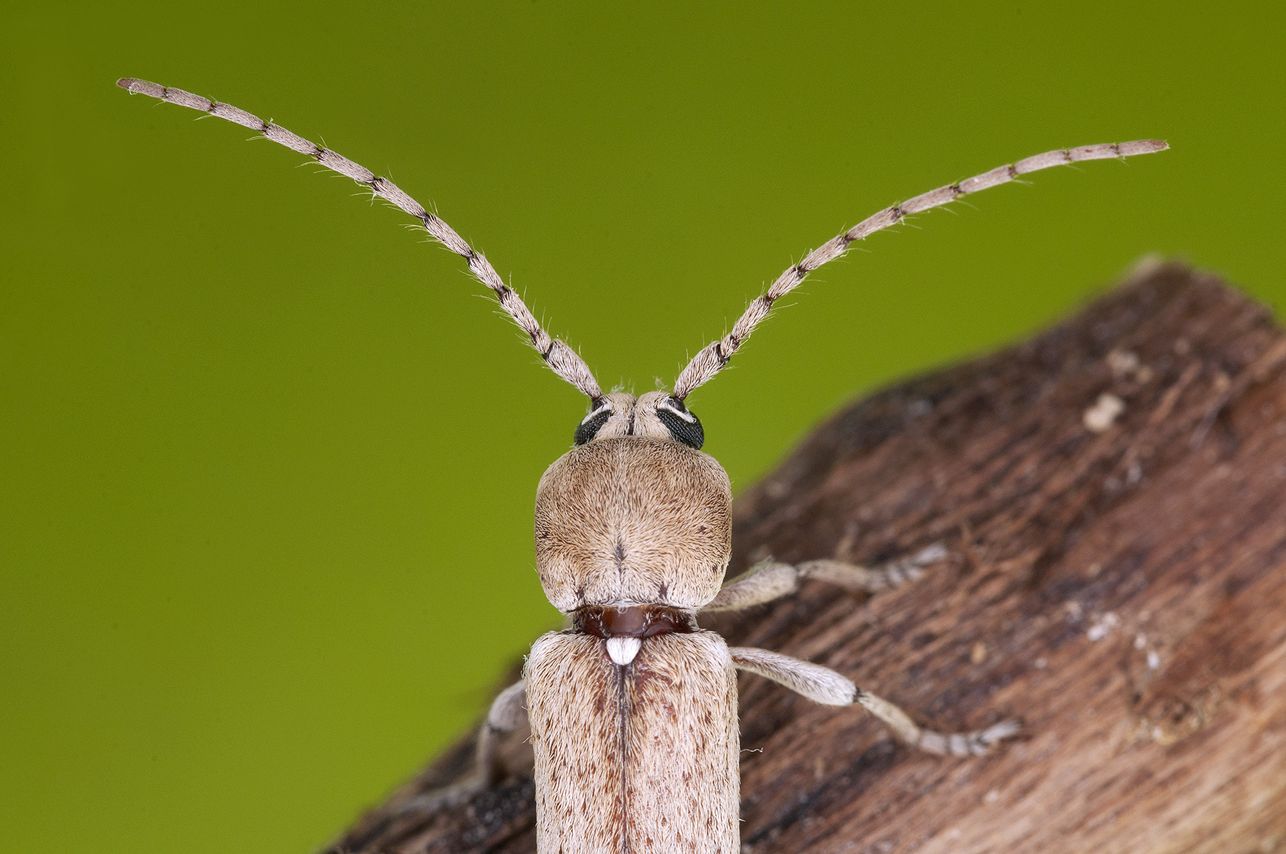 Hesperoferus machadoi