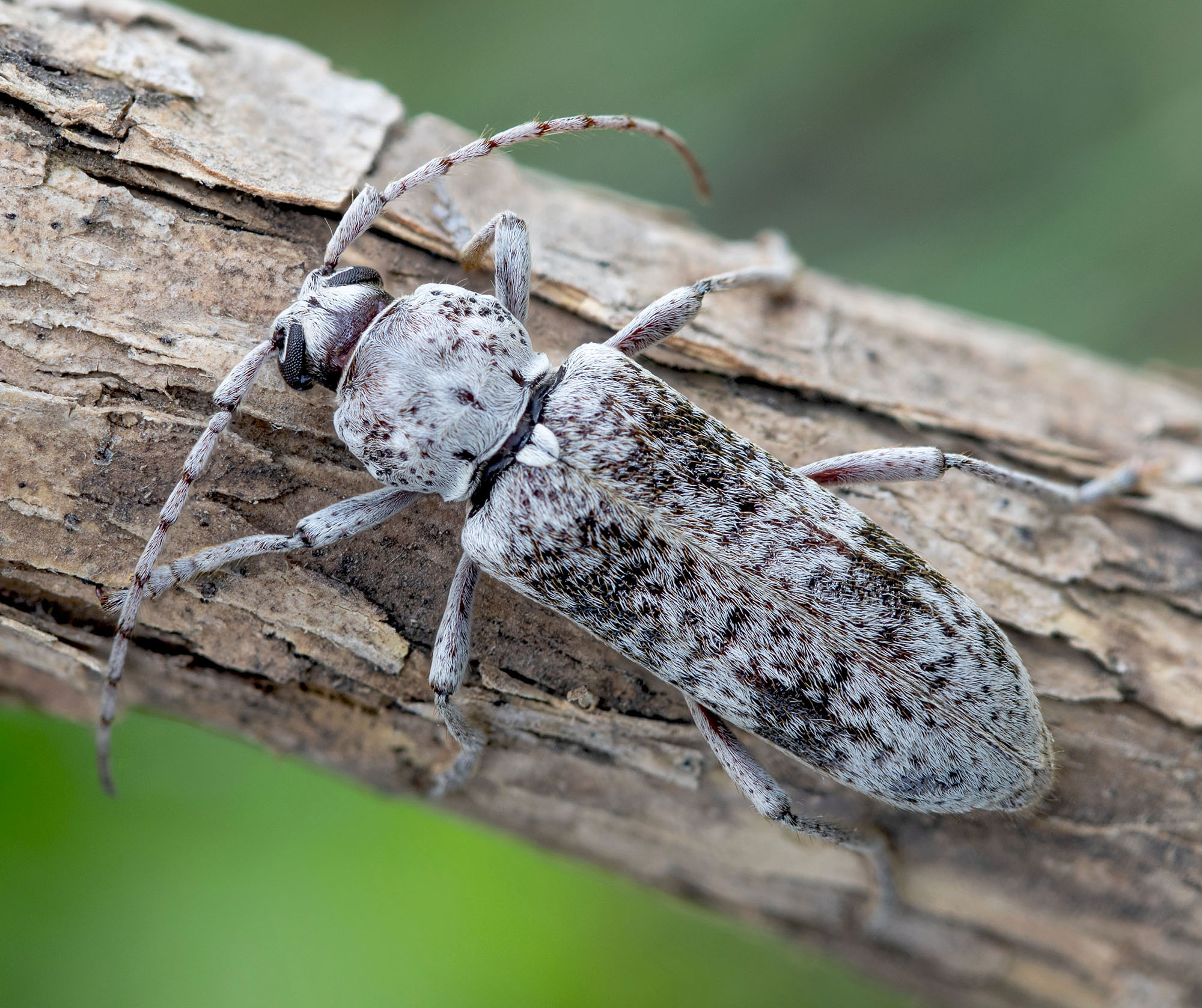 Hesperoferus roridus