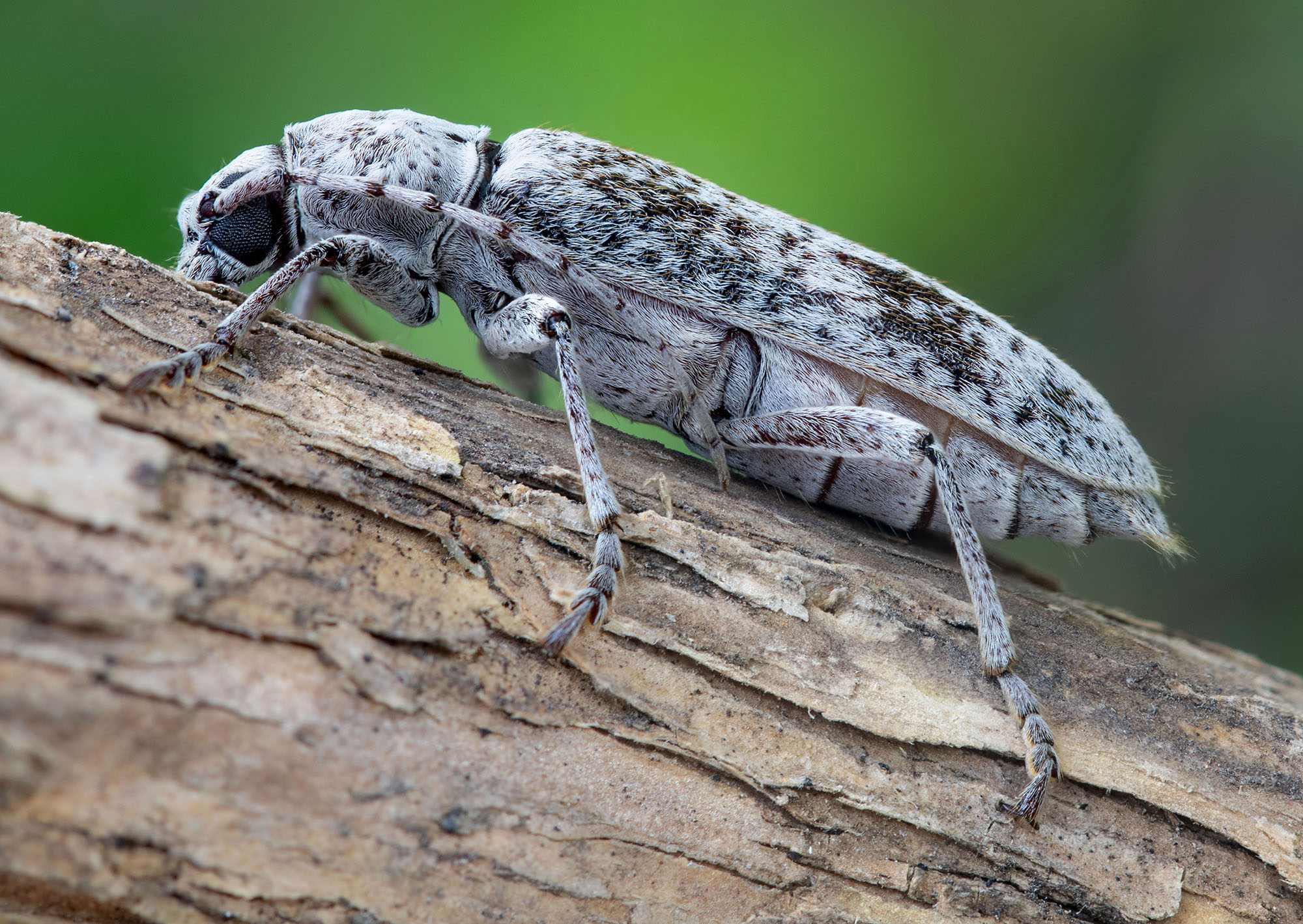 Hesperoferus roridus