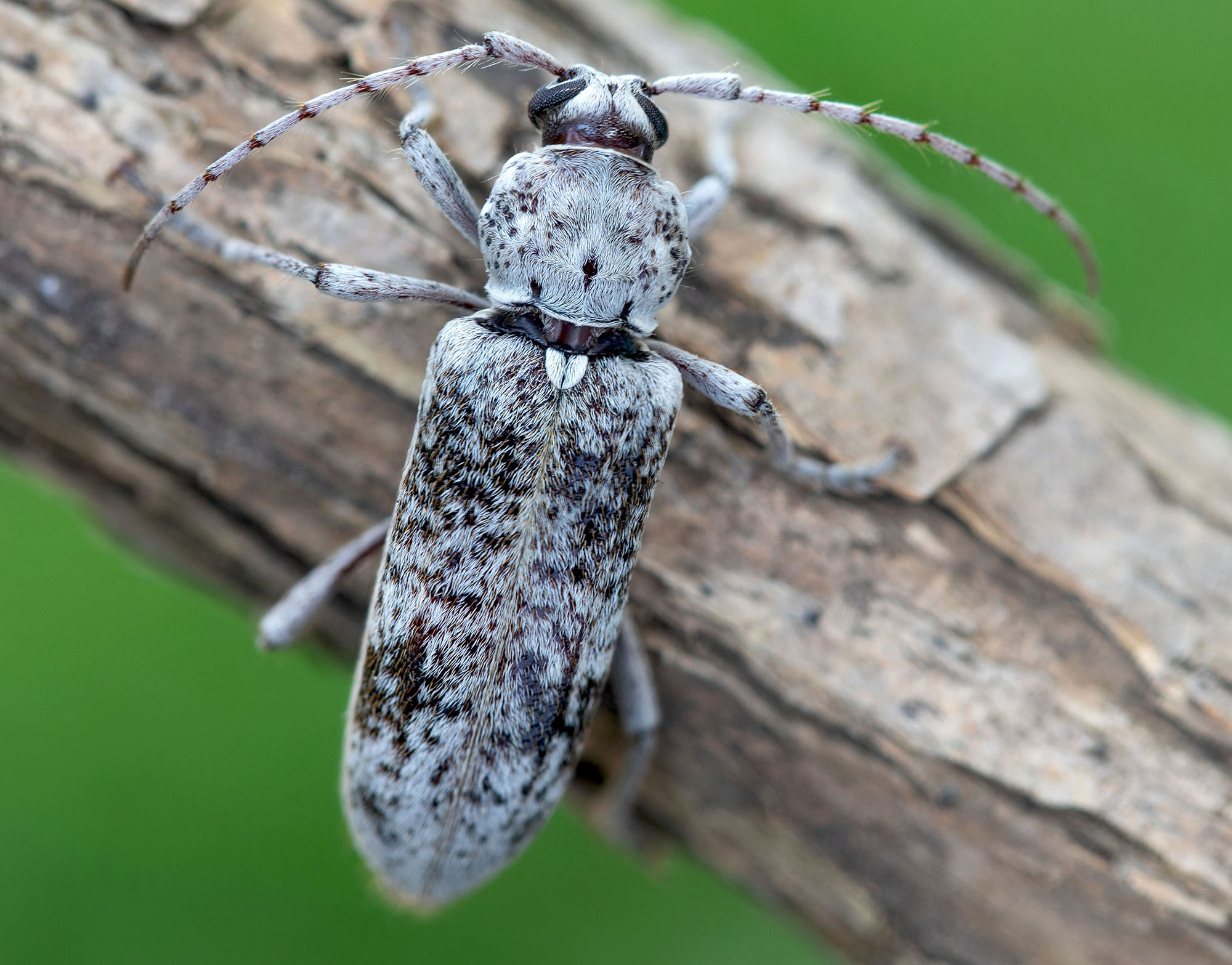 Hesperoferus roridus