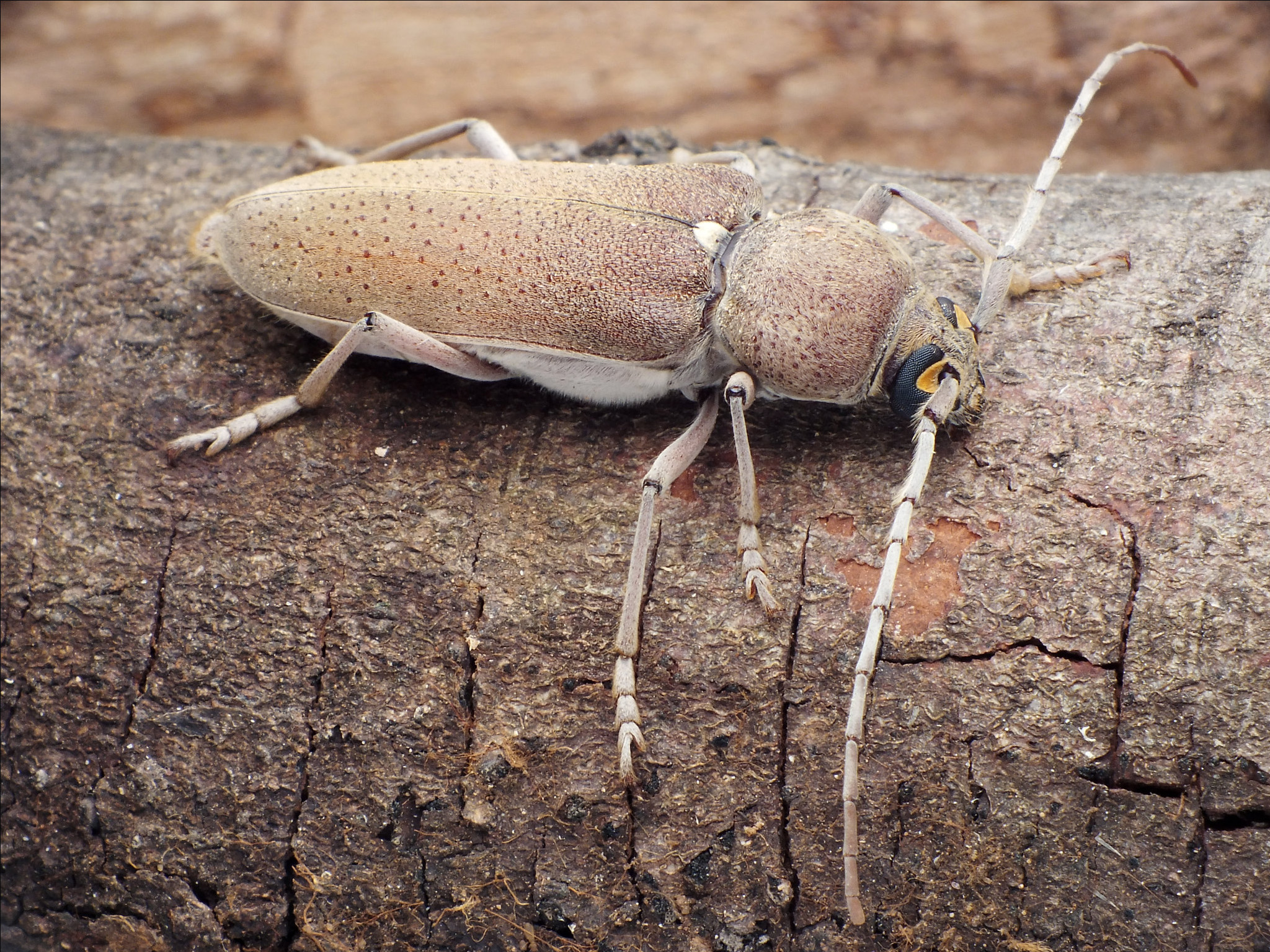 Hesperophanes sericeus