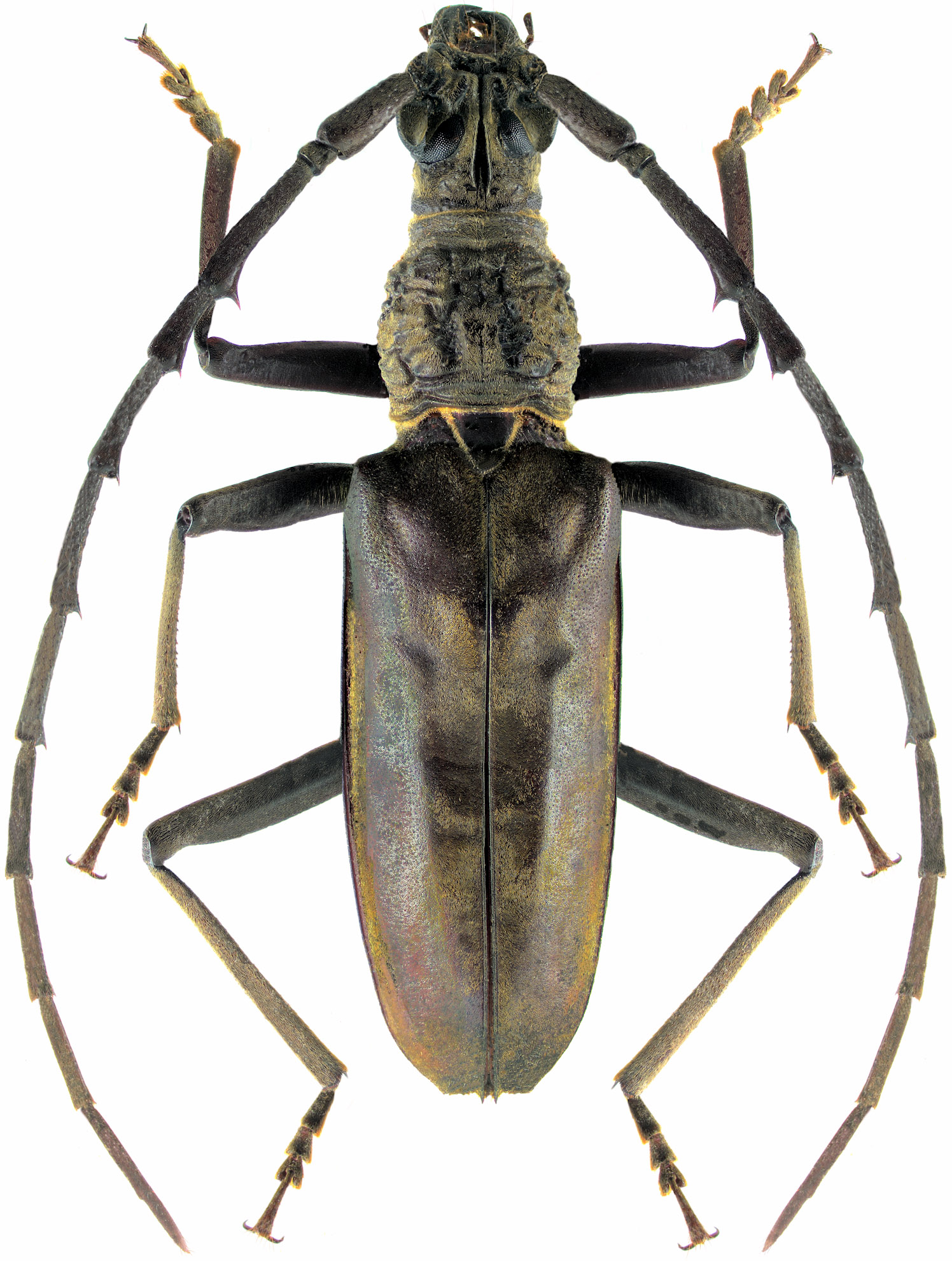 Hoplocerambyx spinicornis