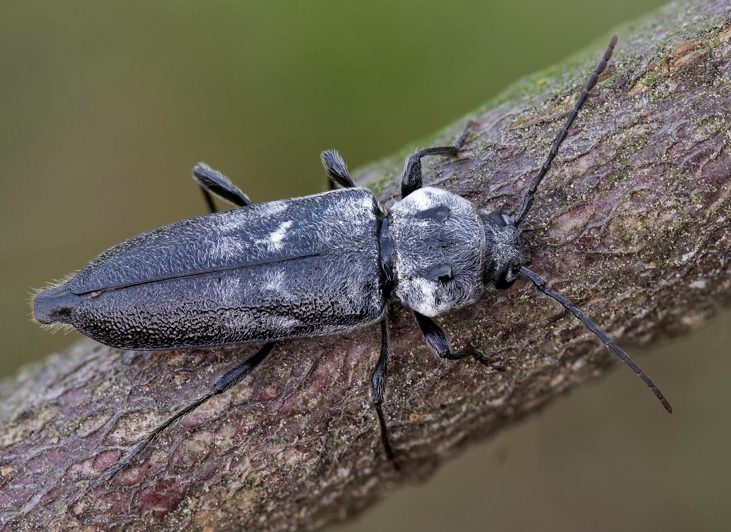 Hylotrupes bajulus