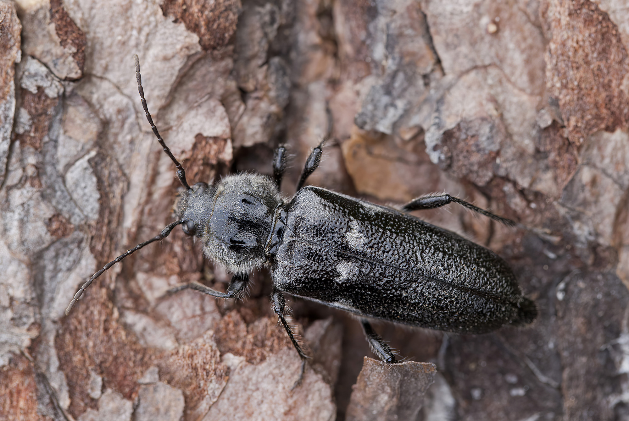 Hylotrupes bajulus