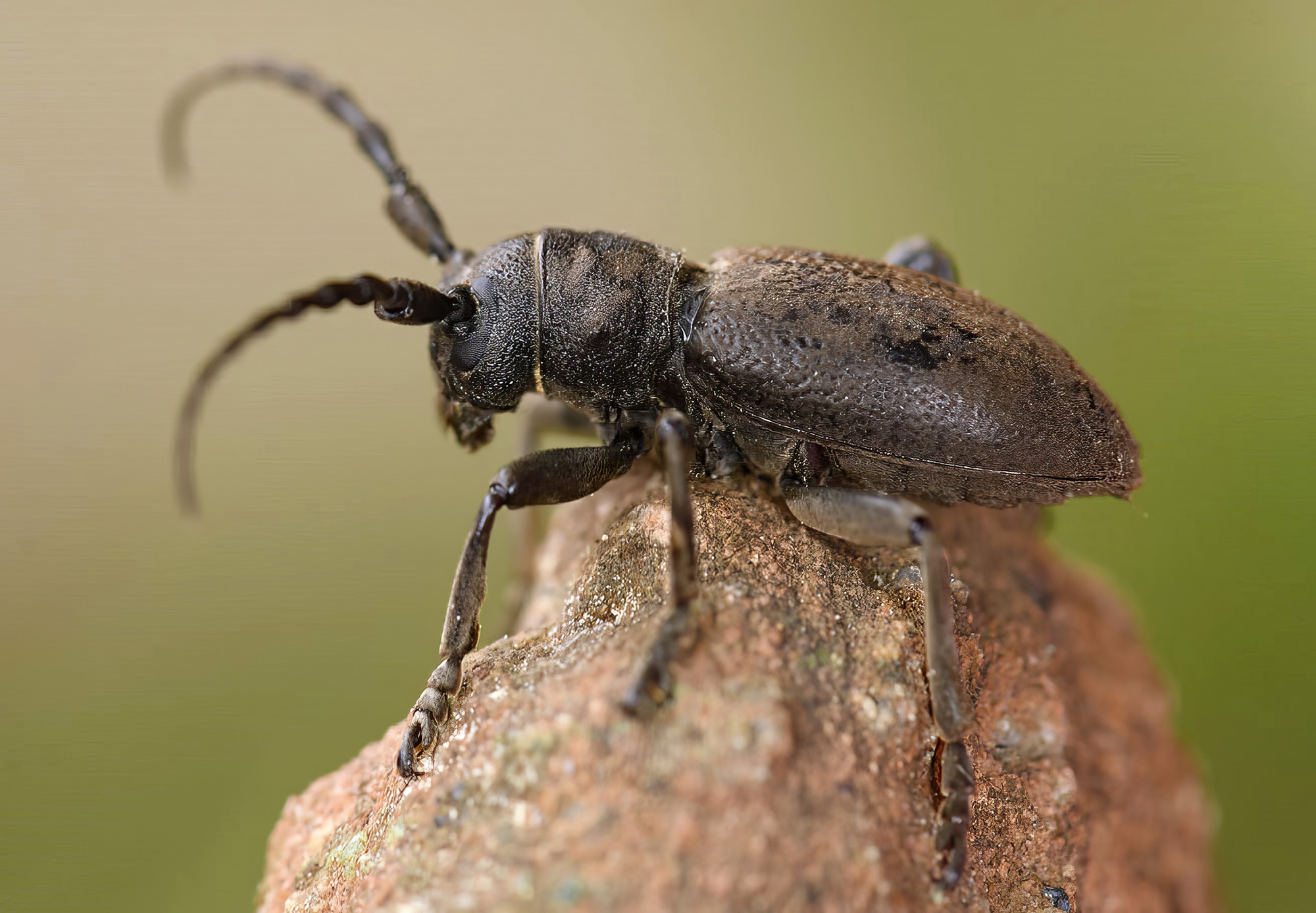 Iberodorcadion chiqui