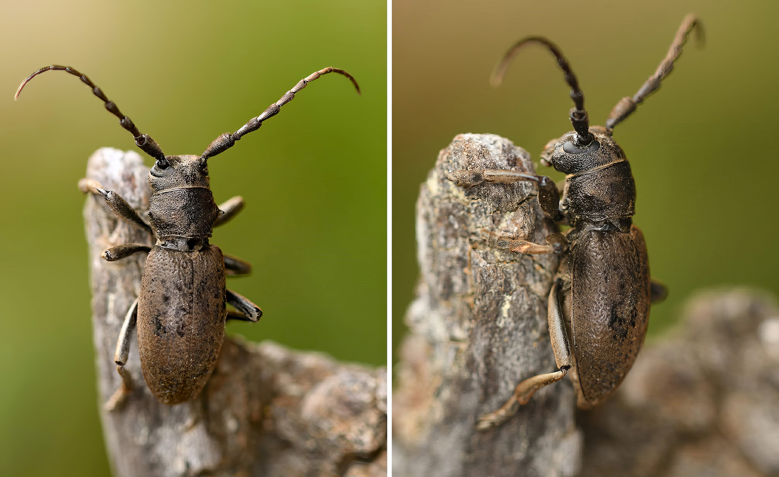 Iberodorcadion chiqui