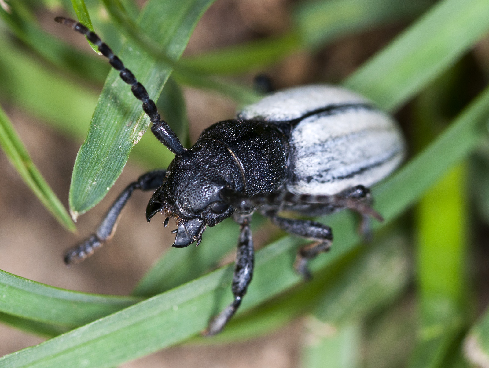 Iberodorcadion fuliginator fuliginator