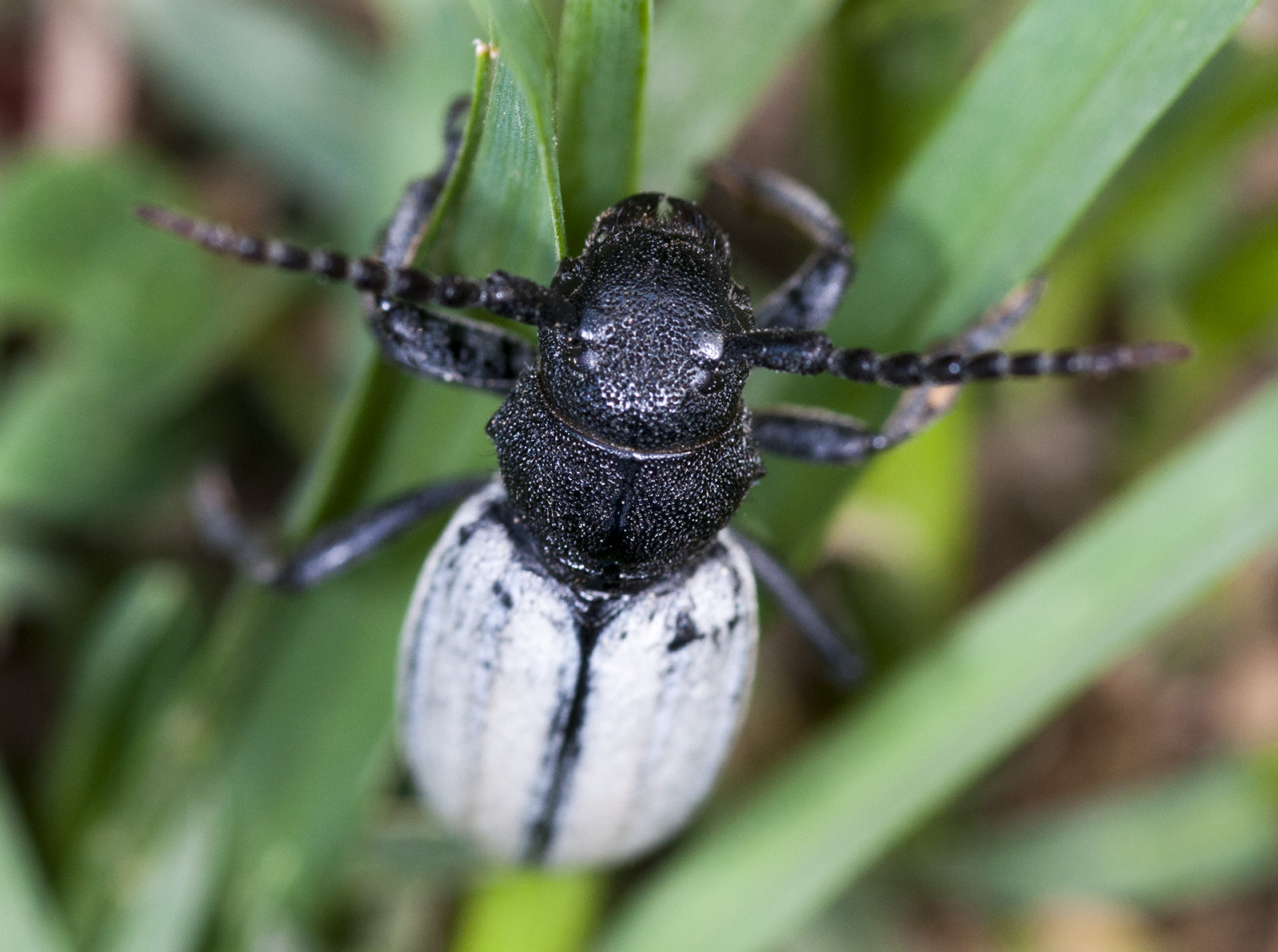 Iberodorcadion fuliginator fuliginator