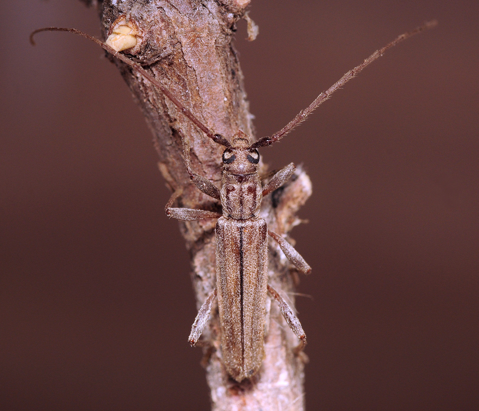 Icosium tomentosum tomentosum