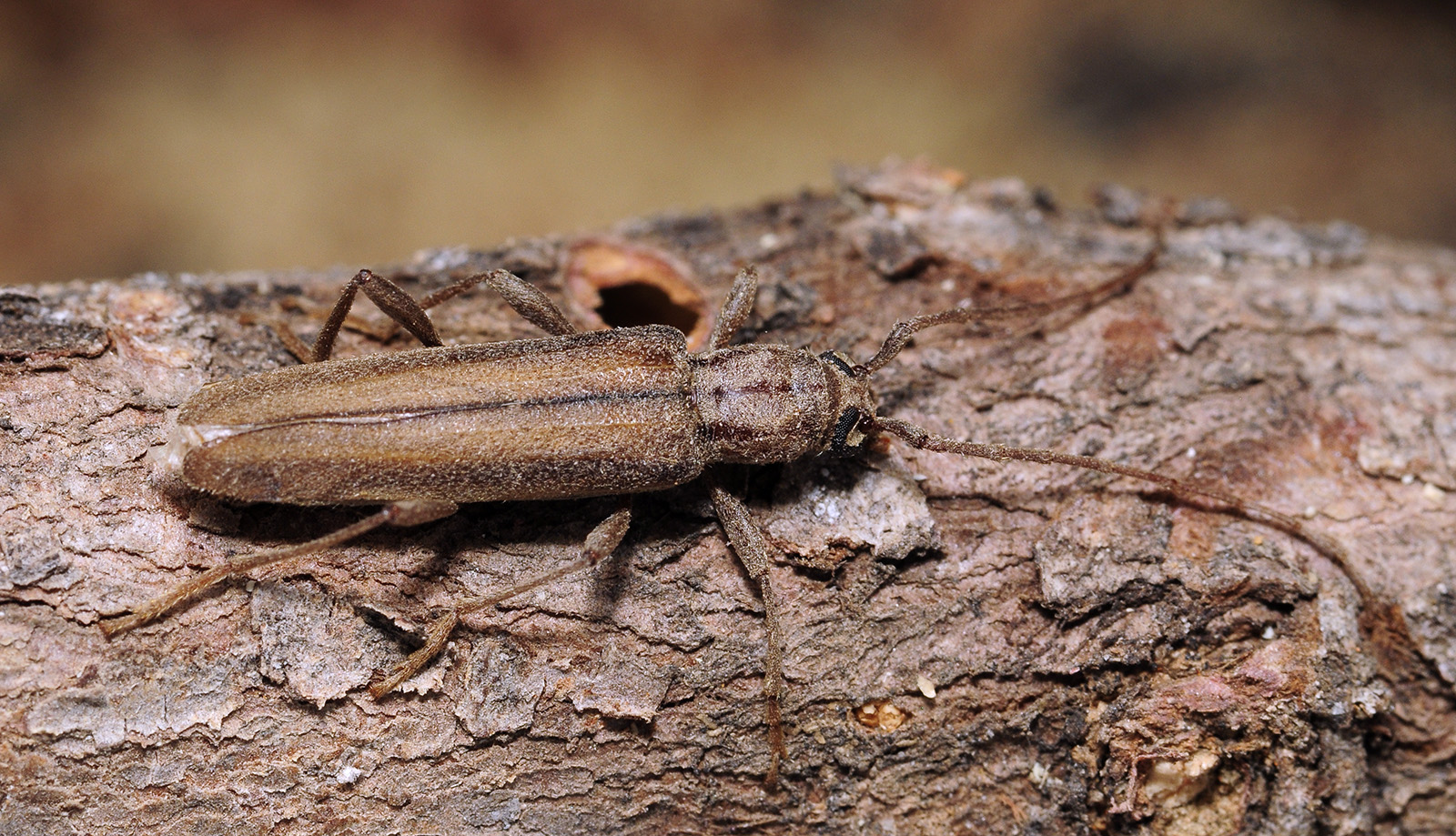 Icosium tomentosum tomentosum