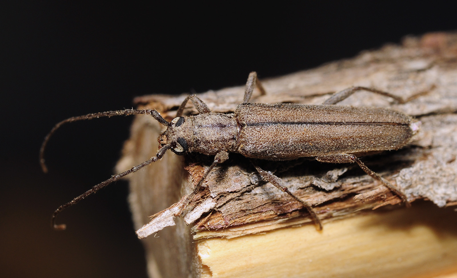 Icosium tomentosum tomentosum