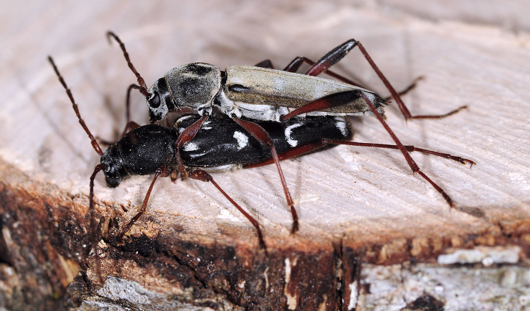 Isotomus speciosus barbarae