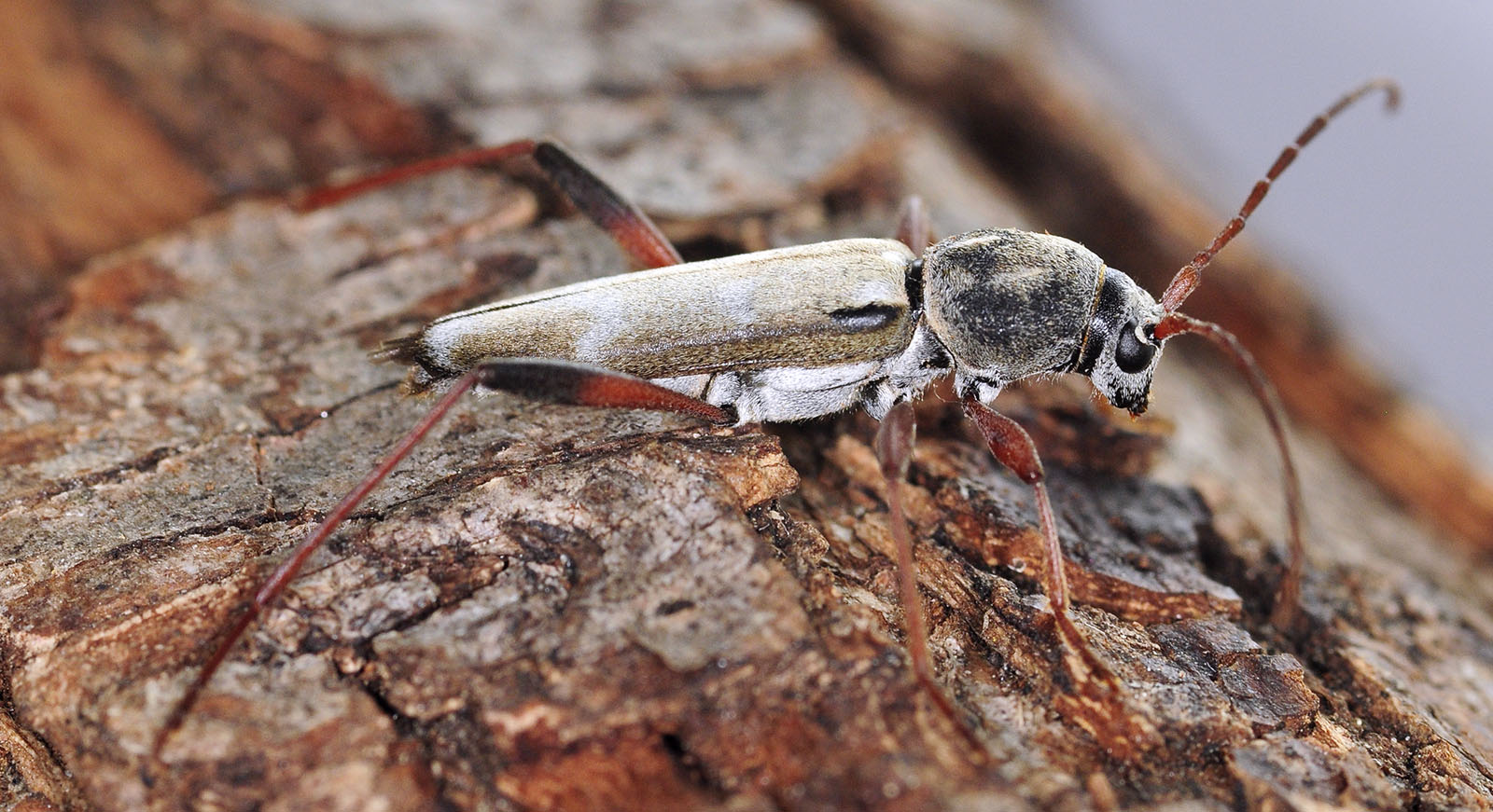 Isotomus speciosus barbarae