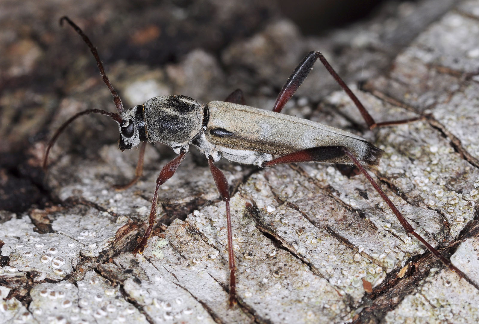 Isotomus speciosus barbarae