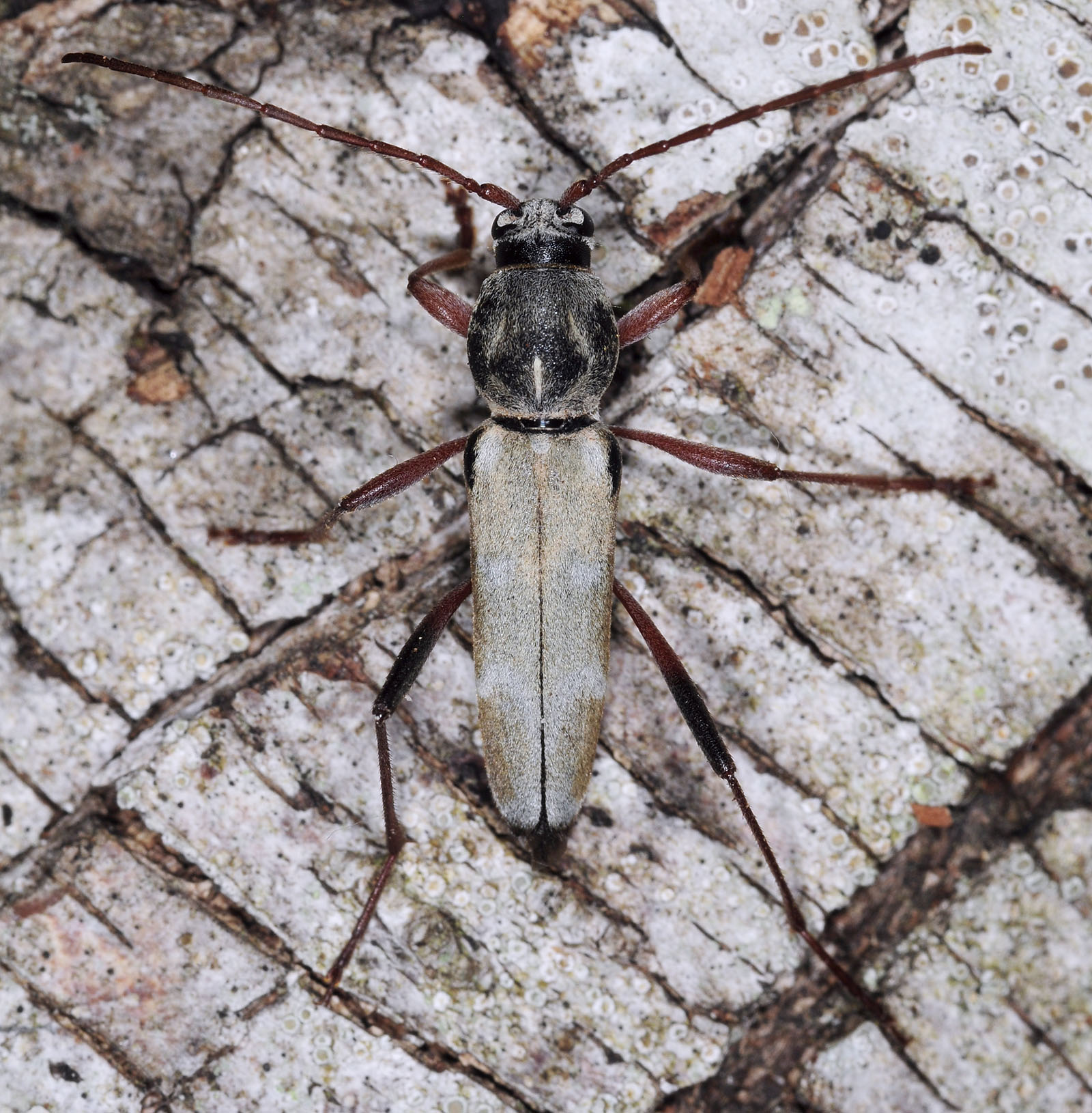 Isotomus speciosus barbarae