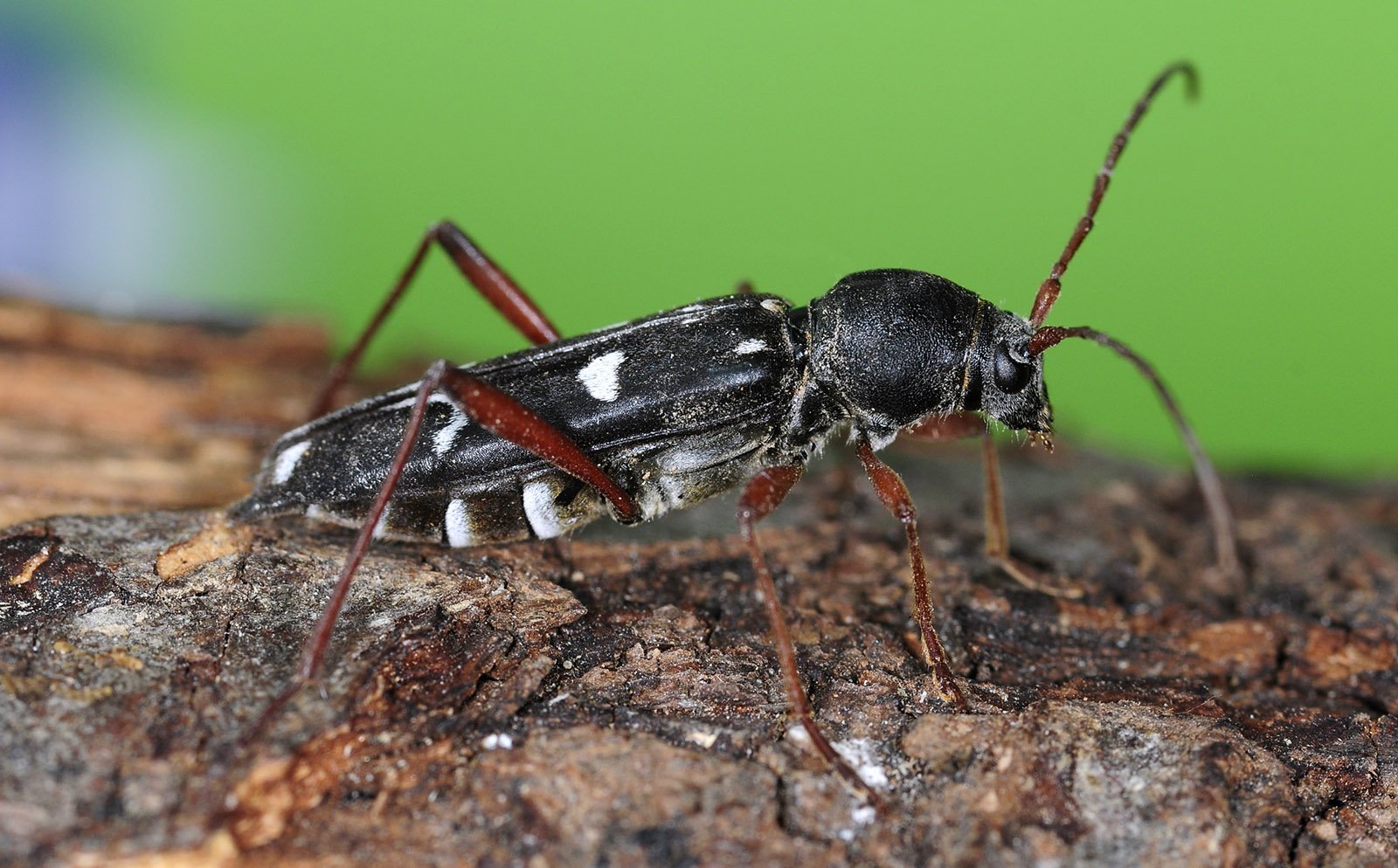 Isotomus speciosus barbarae