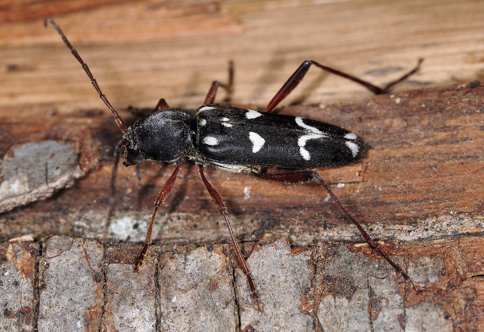 Isotomus speciosus barbarae