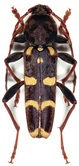 Isotomus speciosus comptus