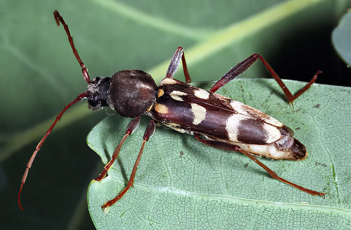 Isotomus speciosus gilanus