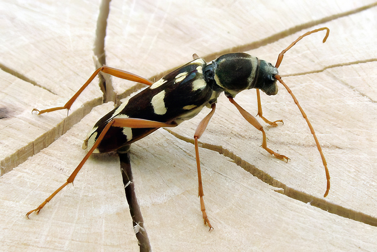 Isotomus speciosus gilanus